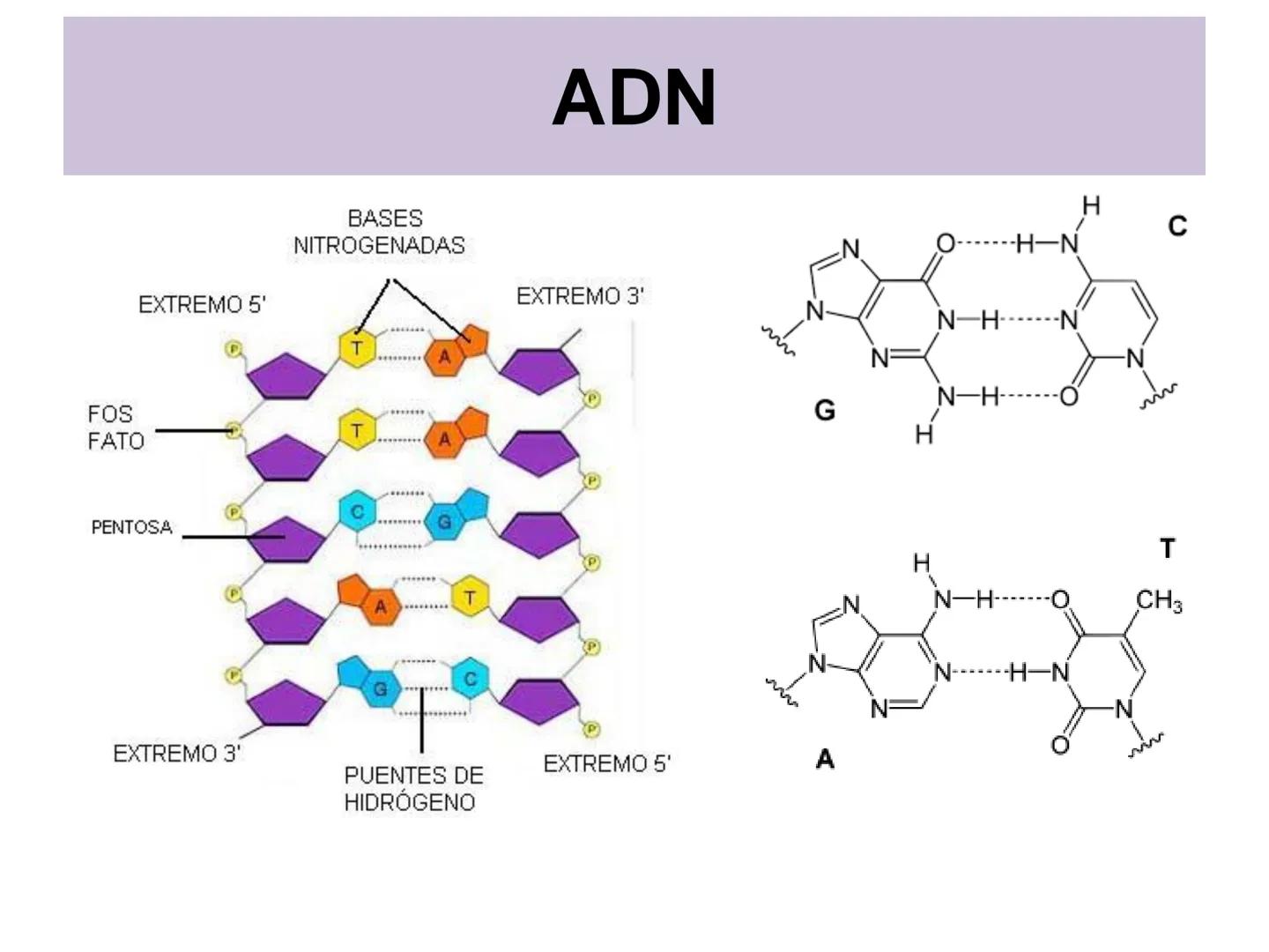 NACIONAL DE R
SIDAD
COGITANTEM
ROSARIO
UNIVER
TEÓRICO PRÁCTICO
NUCLEÓTIDOS
Cátedra de Química Biológica
FCV-UNR
CIENCIAS VETERI
FACULTAD DE