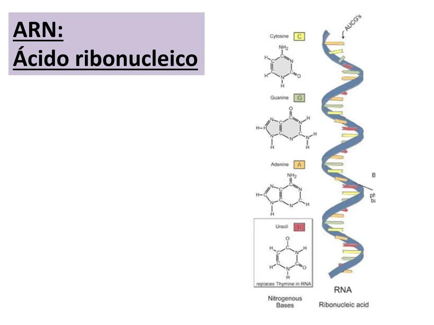 NACIONAL DE R
SIDAD
COGITANTEM
ROSARIO
UNIVER
TEÓRICO PRÁCTICO
NUCLEÓTIDOS
Cátedra de Química Biológica
FCV-UNR
CIENCIAS VETERI
FACULTAD DE
