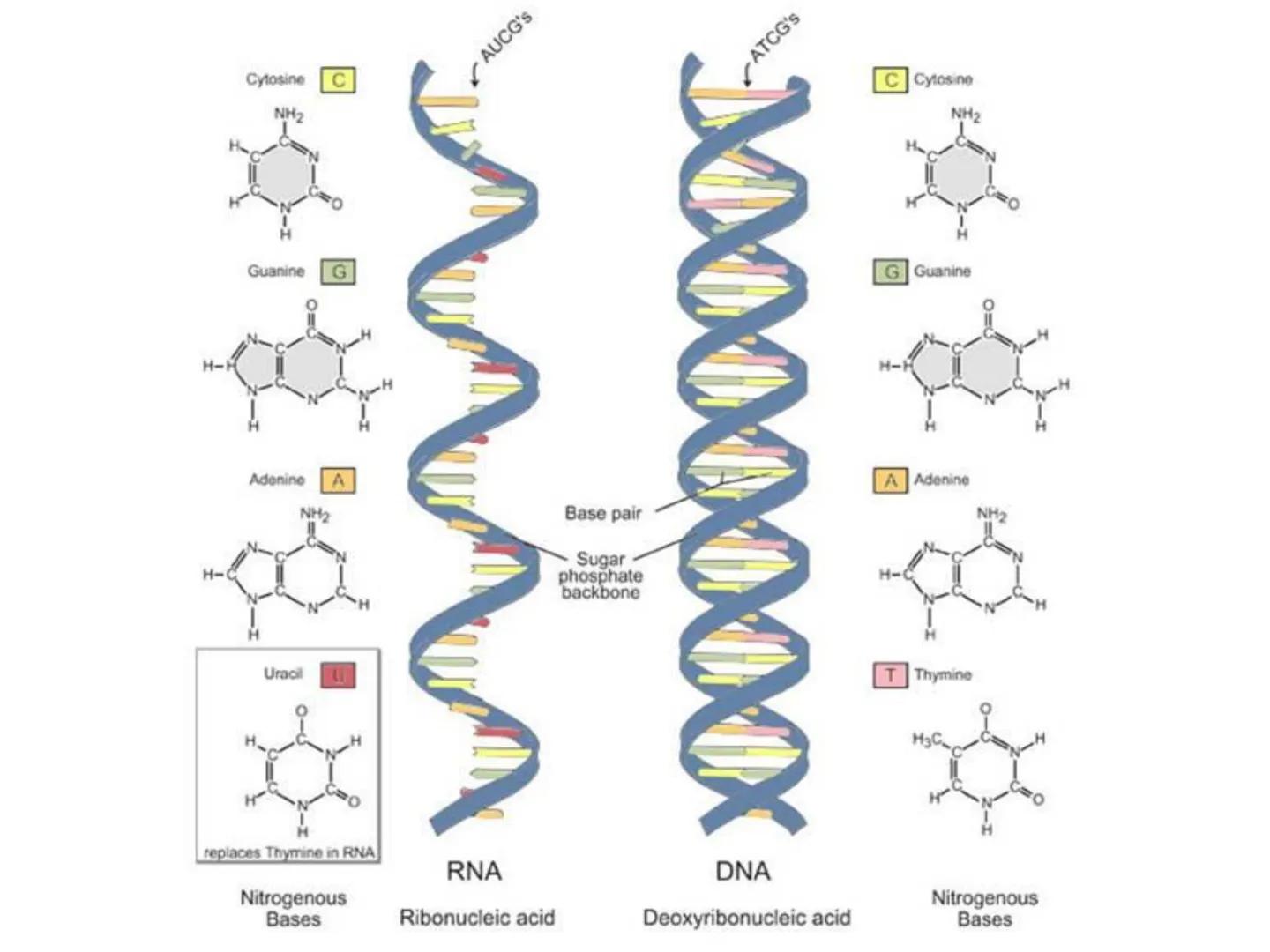 NACIONAL DE R
SIDAD
COGITANTEM
ROSARIO
UNIVER
TEÓRICO PRÁCTICO
NUCLEÓTIDOS
Cátedra de Química Biológica
FCV-UNR
CIENCIAS VETERI
FACULTAD DE