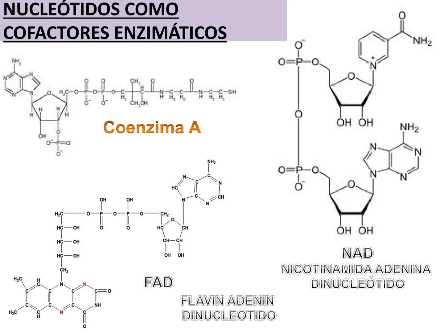 NACIONAL DE R
SIDAD
COGITANTEM
ROSARIO
UNIVER
TEÓRICO PRÁCTICO
NUCLEÓTIDOS
Cátedra de Química Biológica
FCV-UNR
CIENCIAS VETERI
FACULTAD DE