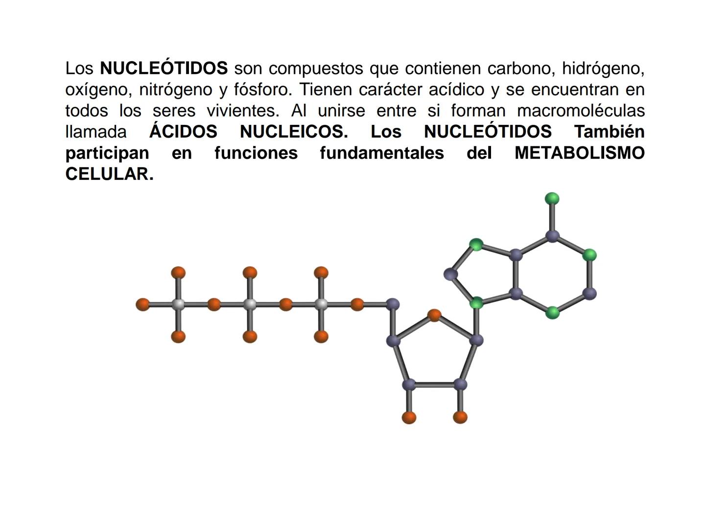 NACIONAL DE R
SIDAD
COGITANTEM
ROSARIO
UNIVER
TEÓRICO PRÁCTICO
NUCLEÓTIDOS
Cátedra de Química Biológica
FCV-UNR
CIENCIAS VETERI
FACULTAD DE