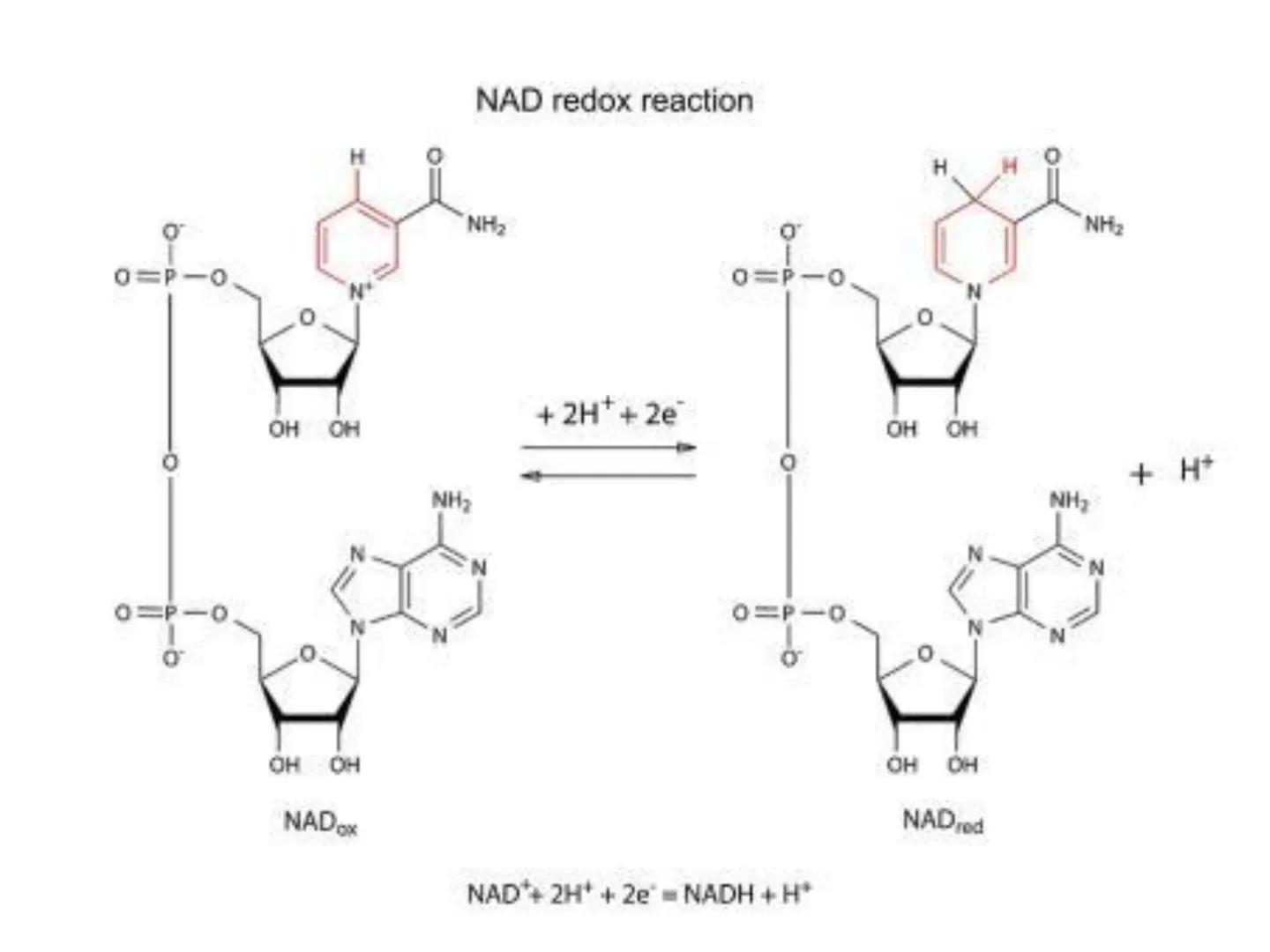 NACIONAL DE R
SIDAD
COGITANTEM
ROSARIO
UNIVER
TEÓRICO PRÁCTICO
NUCLEÓTIDOS
Cátedra de Química Biológica
FCV-UNR
CIENCIAS VETERI
FACULTAD DE