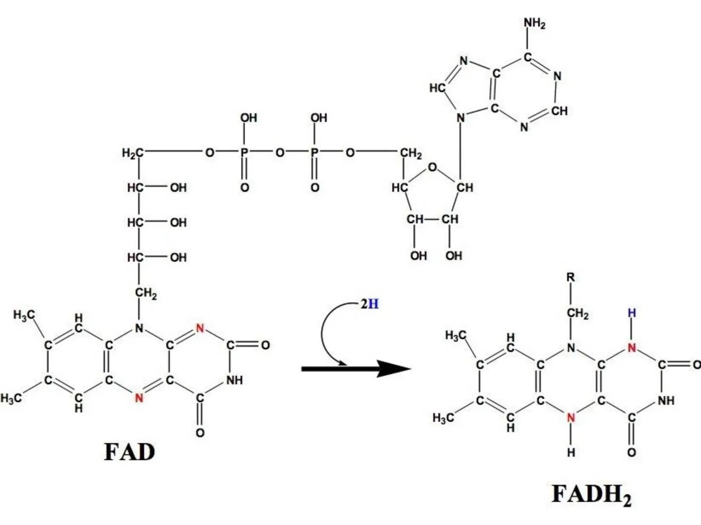 NACIONAL DE R
SIDAD
COGITANTEM
ROSARIO
UNIVER
TEÓRICO PRÁCTICO
NUCLEÓTIDOS
Cátedra de Química Biológica
FCV-UNR
CIENCIAS VETERI
FACULTAD DE