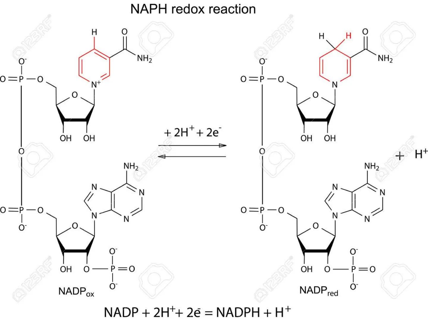 NACIONAL DE R
SIDAD
COGITANTEM
ROSARIO
UNIVER
TEÓRICO PRÁCTICO
NUCLEÓTIDOS
Cátedra de Química Biológica
FCV-UNR
CIENCIAS VETERI
FACULTAD DE