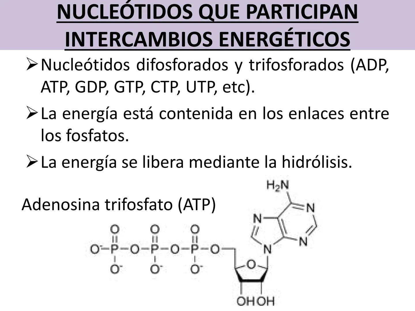 NACIONAL DE R
SIDAD
COGITANTEM
ROSARIO
UNIVER
TEÓRICO PRÁCTICO
NUCLEÓTIDOS
Cátedra de Química Biológica
FCV-UNR
CIENCIAS VETERI
FACULTAD DE