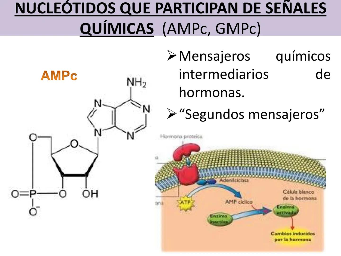 NACIONAL DE R
SIDAD
COGITANTEM
ROSARIO
UNIVER
TEÓRICO PRÁCTICO
NUCLEÓTIDOS
Cátedra de Química Biológica
FCV-UNR
CIENCIAS VETERI
FACULTAD DE