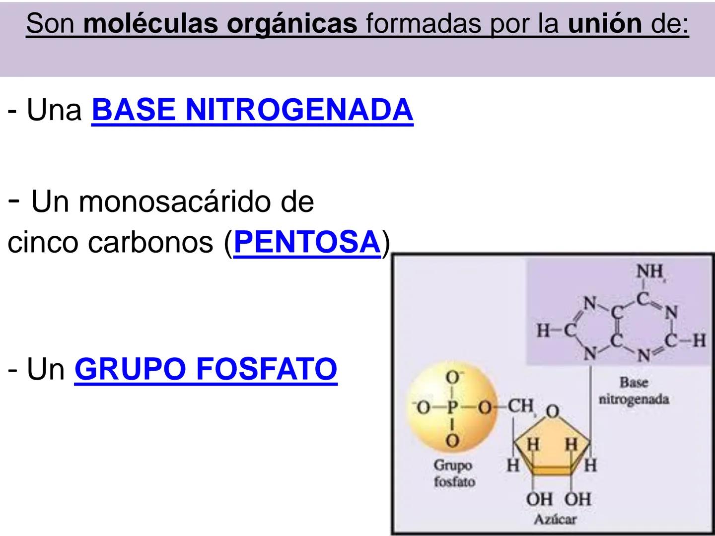 NACIONAL DE R
SIDAD
COGITANTEM
ROSARIO
UNIVER
TEÓRICO PRÁCTICO
NUCLEÓTIDOS
Cátedra de Química Biológica
FCV-UNR
CIENCIAS VETERI
FACULTAD DE