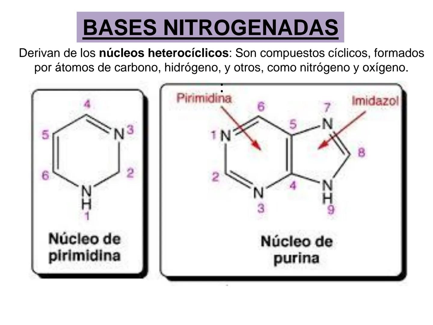 NACIONAL DE R
SIDAD
COGITANTEM
ROSARIO
UNIVER
TEÓRICO PRÁCTICO
NUCLEÓTIDOS
Cátedra de Química Biológica
FCV-UNR
CIENCIAS VETERI
FACULTAD DE