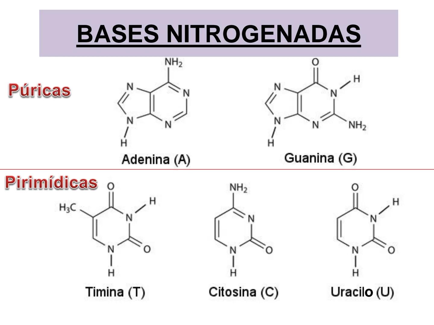 NACIONAL DE R
SIDAD
COGITANTEM
ROSARIO
UNIVER
TEÓRICO PRÁCTICO
NUCLEÓTIDOS
Cátedra de Química Biológica
FCV-UNR
CIENCIAS VETERI
FACULTAD DE