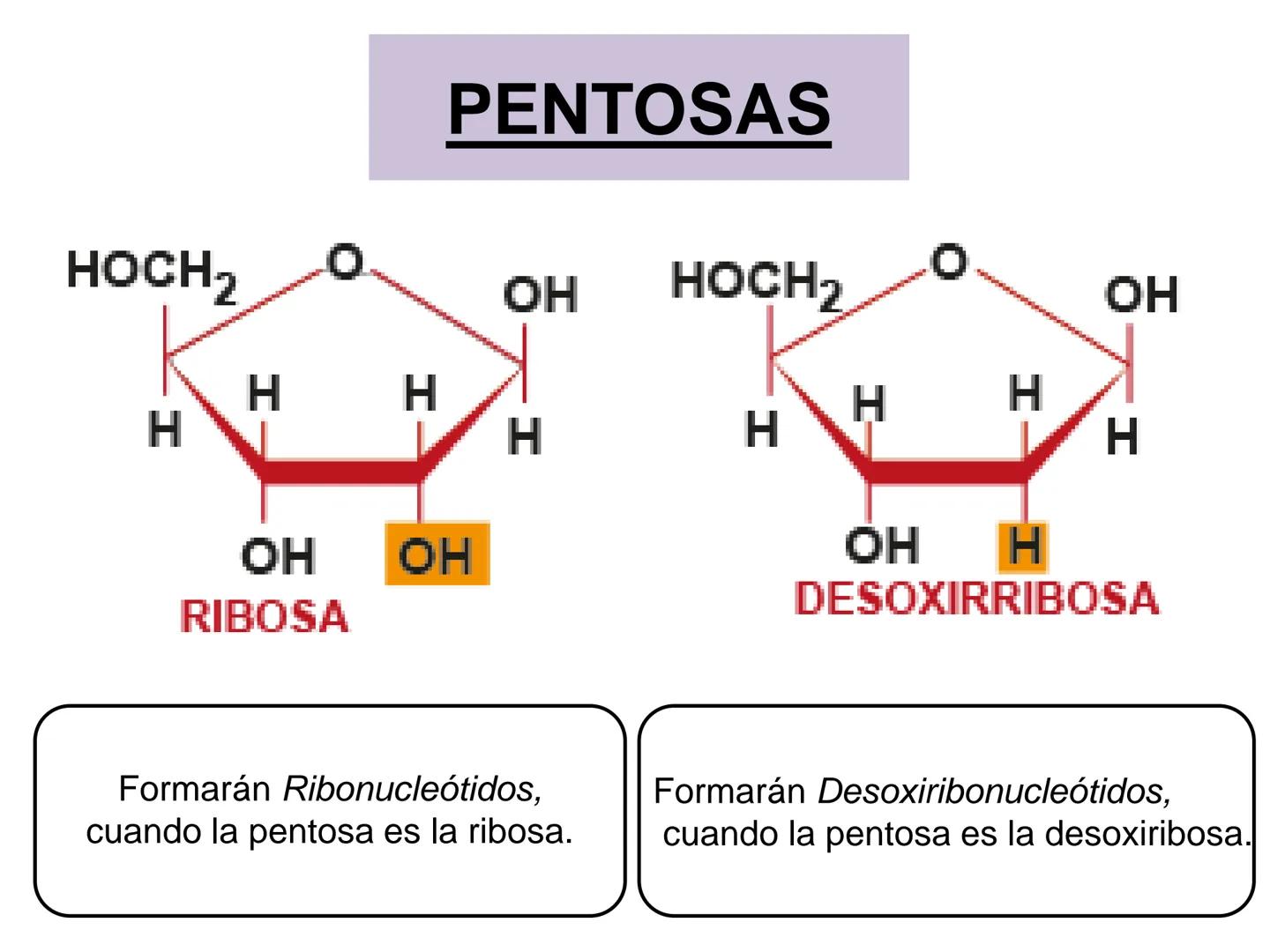 NACIONAL DE R
SIDAD
COGITANTEM
ROSARIO
UNIVER
TEÓRICO PRÁCTICO
NUCLEÓTIDOS
Cátedra de Química Biológica
FCV-UNR
CIENCIAS VETERI
FACULTAD DE