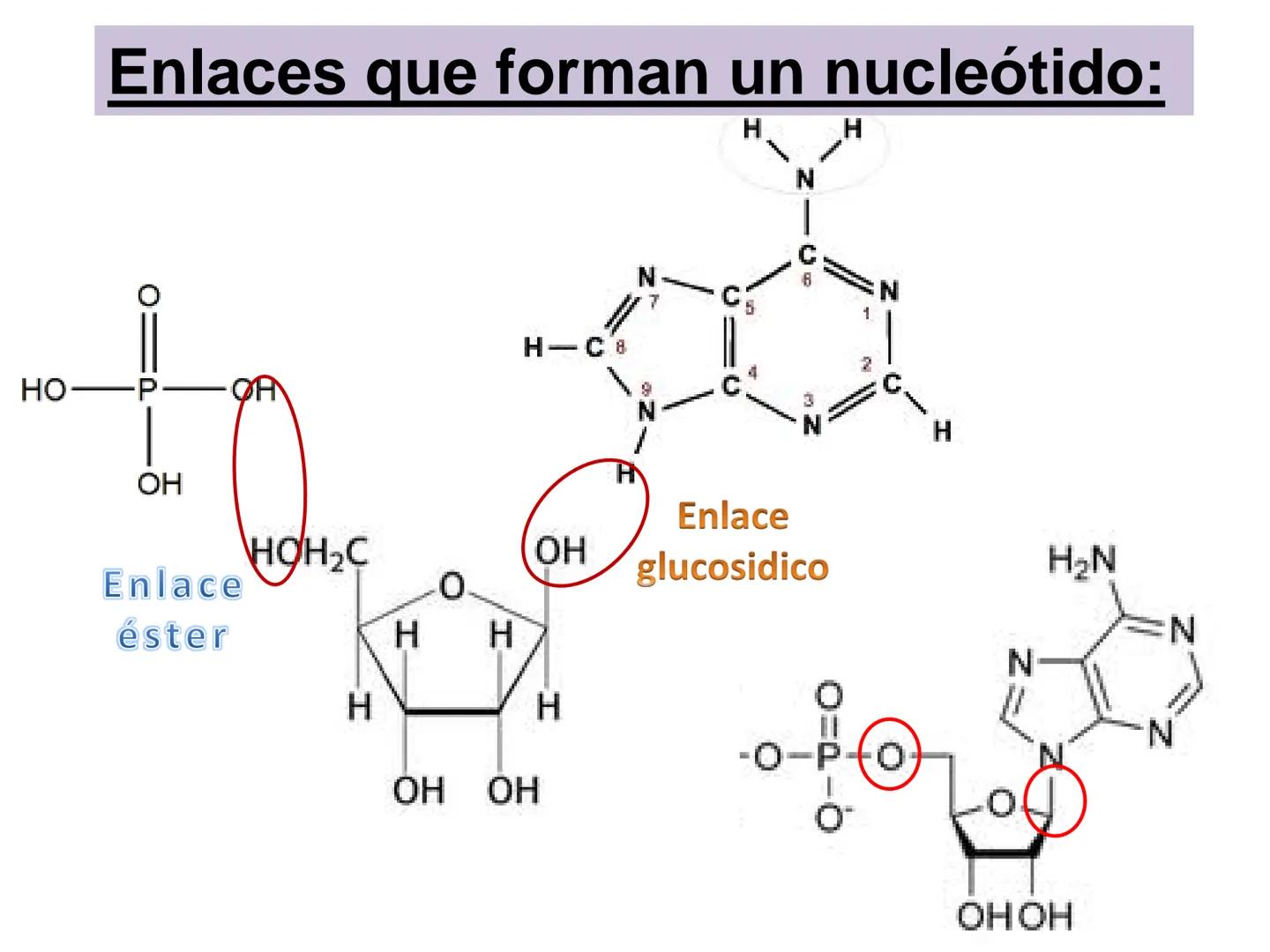 NACIONAL DE R
SIDAD
COGITANTEM
ROSARIO
UNIVER
TEÓRICO PRÁCTICO
NUCLEÓTIDOS
Cátedra de Química Biológica
FCV-UNR
CIENCIAS VETERI
FACULTAD DE