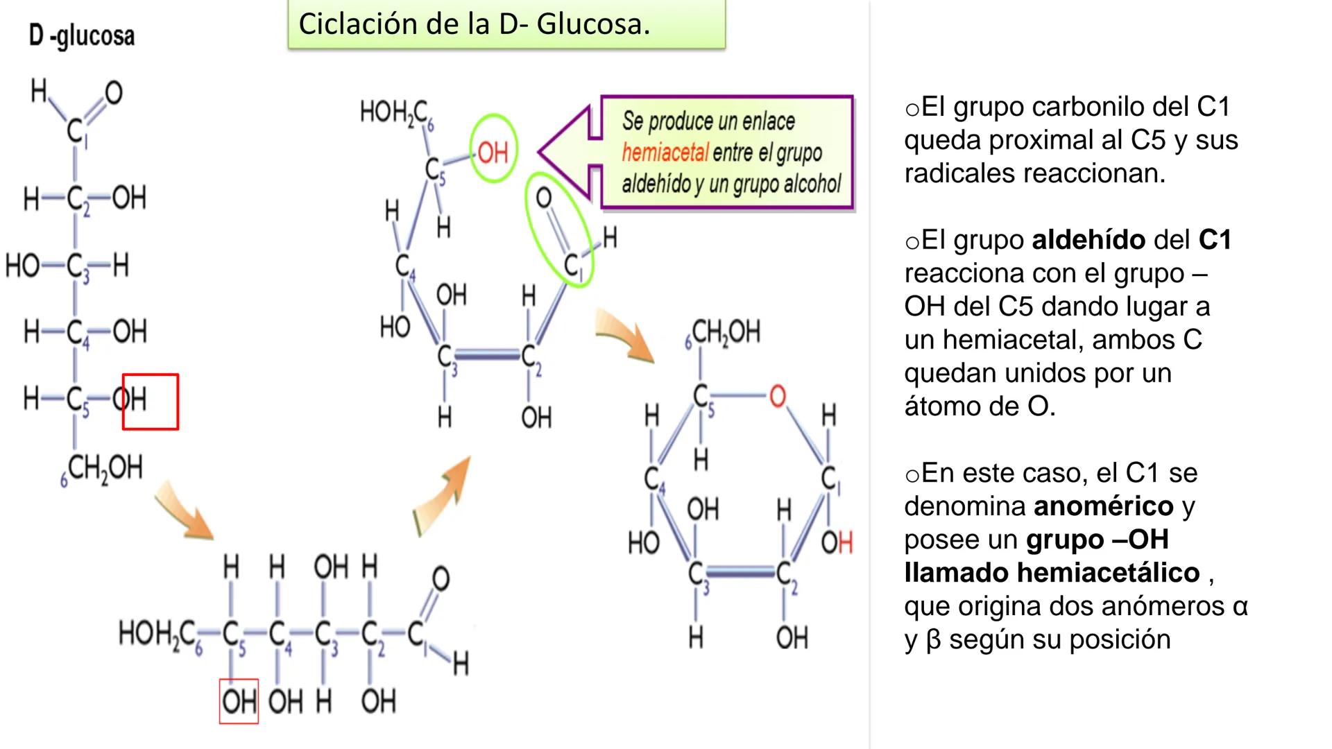 ## DAD NACIONAL DE
CONFINGERE HOMINEM
DE ROSARIO
COGITANTEM
## Glúcidos
Trabajos Prácticos
Cátedra de Química Biológica I
FACULTAD
C