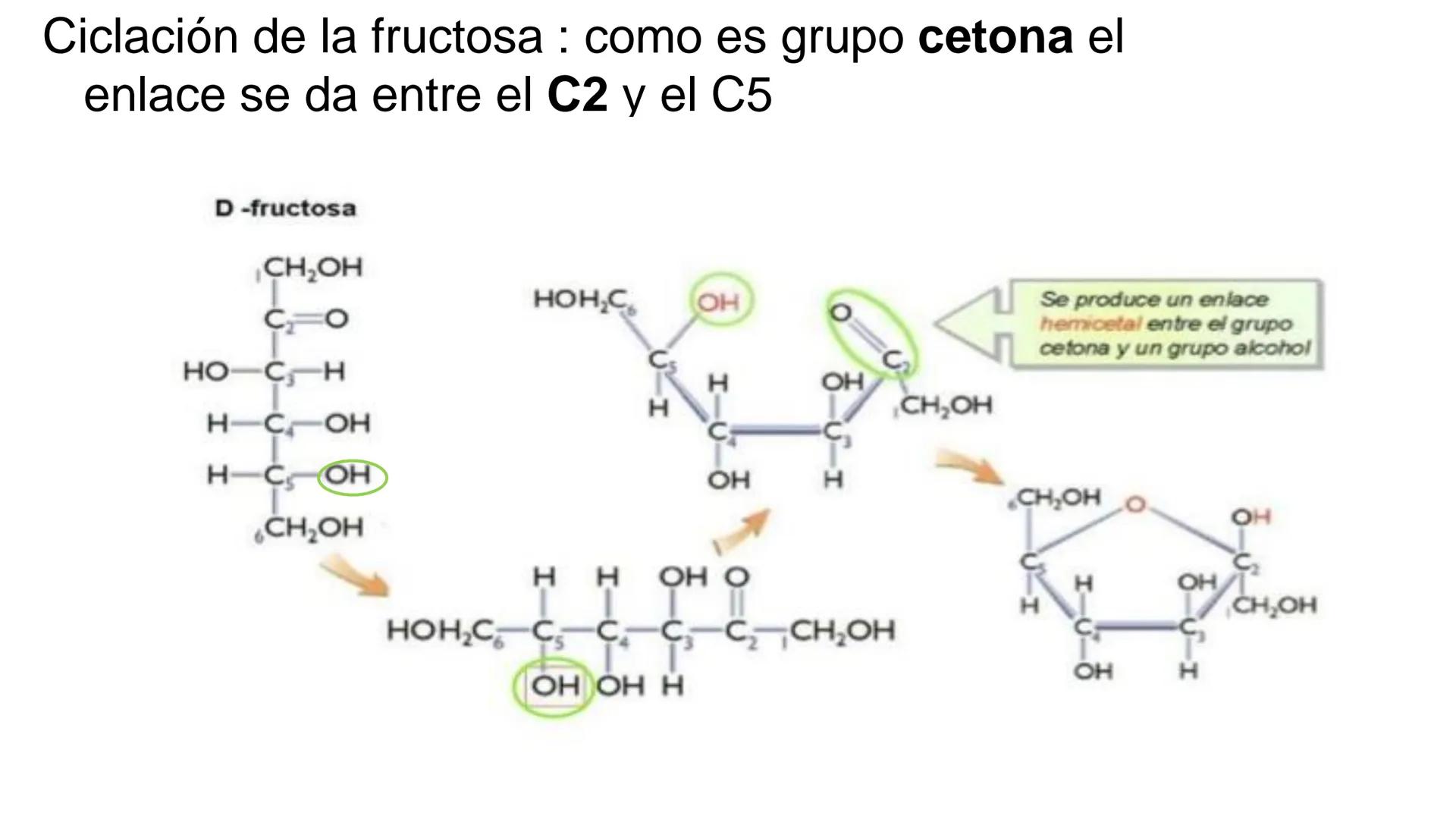 ## DAD NACIONAL DE
CONFINGERE HOMINEM
DE ROSARIO
COGITANTEM
## Glúcidos
Trabajos Prácticos
Cátedra de Química Biológica I
FACULTAD
C