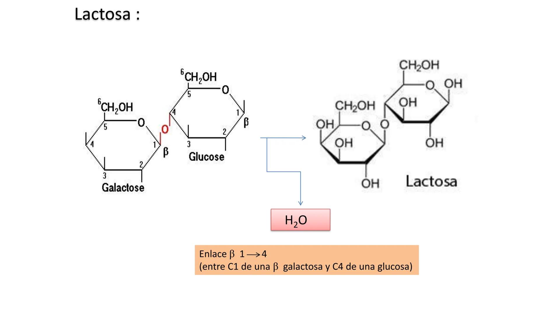 ## DAD NACIONAL DE
CONFINGERE HOMINEM
DE ROSARIO
COGITANTEM
## Glúcidos
Trabajos Prácticos
Cátedra de Química Biológica I
FACULTAD
C
