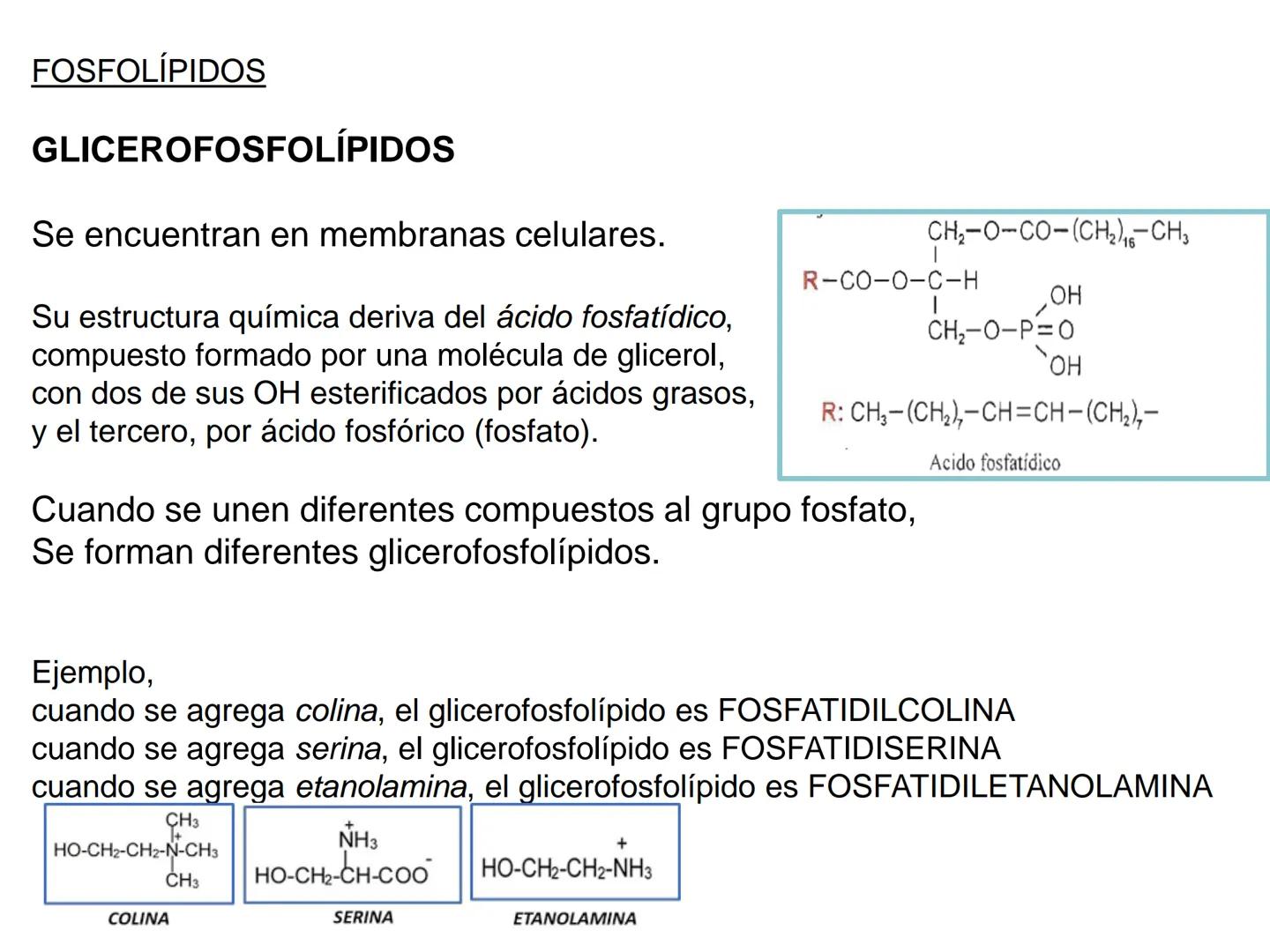 # Teórico-Práctico N°9
# LÍPIDOS
Química Biológica I Estructura de Lípidos:
Son un grupo heterogéneo de sustancias orgánicas, distribuidas