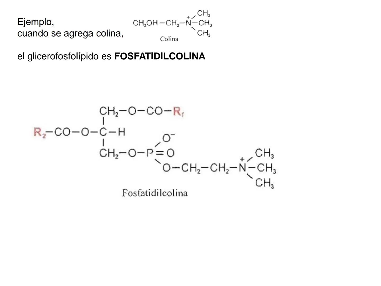 # Teórico-Práctico N°9
# LÍPIDOS
Química Biológica I Estructura de Lípidos:
Son un grupo heterogéneo de sustancias orgánicas, distribuidas