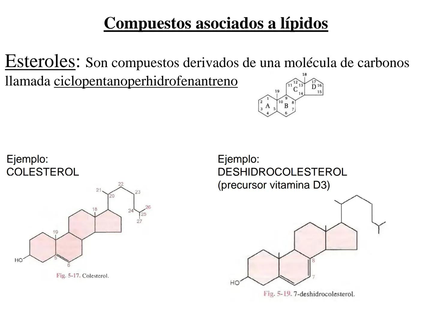 # Teórico-Práctico N°9
# LÍPIDOS
Química Biológica I Estructura de Lípidos:
Son un grupo heterogéneo de sustancias orgánicas, distribuidas