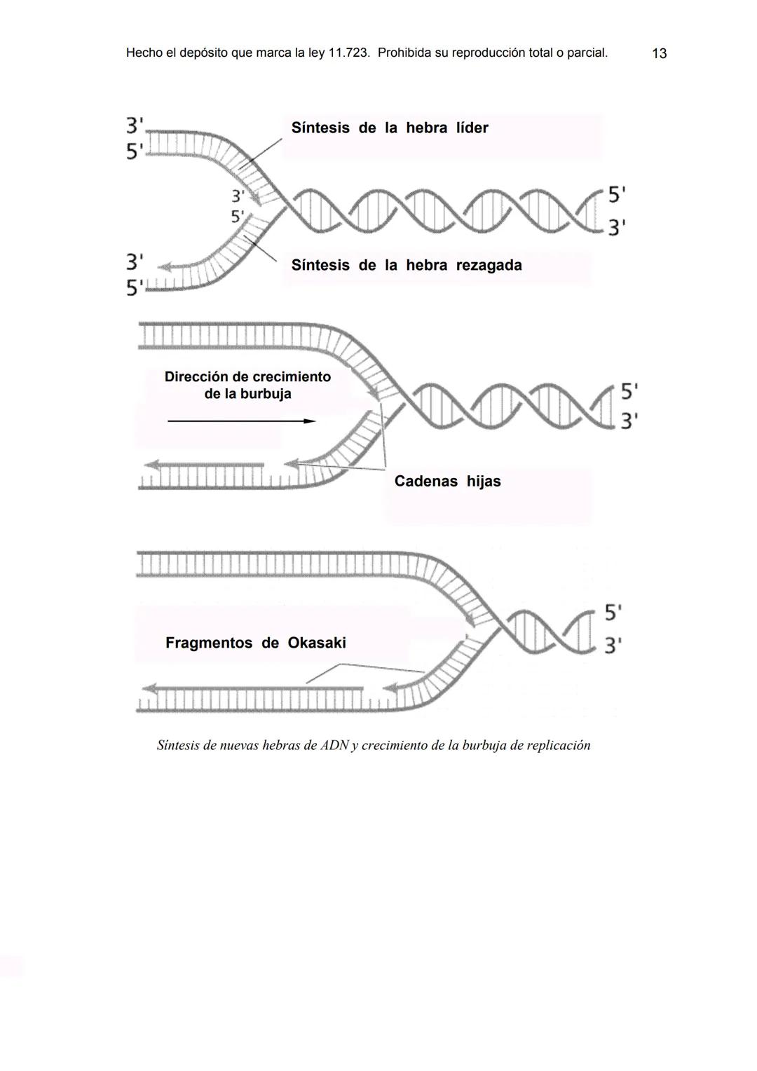 UNIDAD 9
OBJETIVOS:
- Comprender la estructura del núcleo y su función
- Describir la estructura básica de la molécula de ADN
- Explicar el