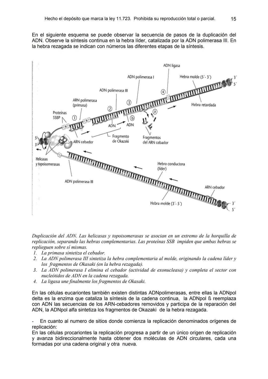 UNIDAD 9
OBJETIVOS:
- Comprender la estructura del núcleo y su función
- Describir la estructura básica de la molécula de ADN
- Explicar el