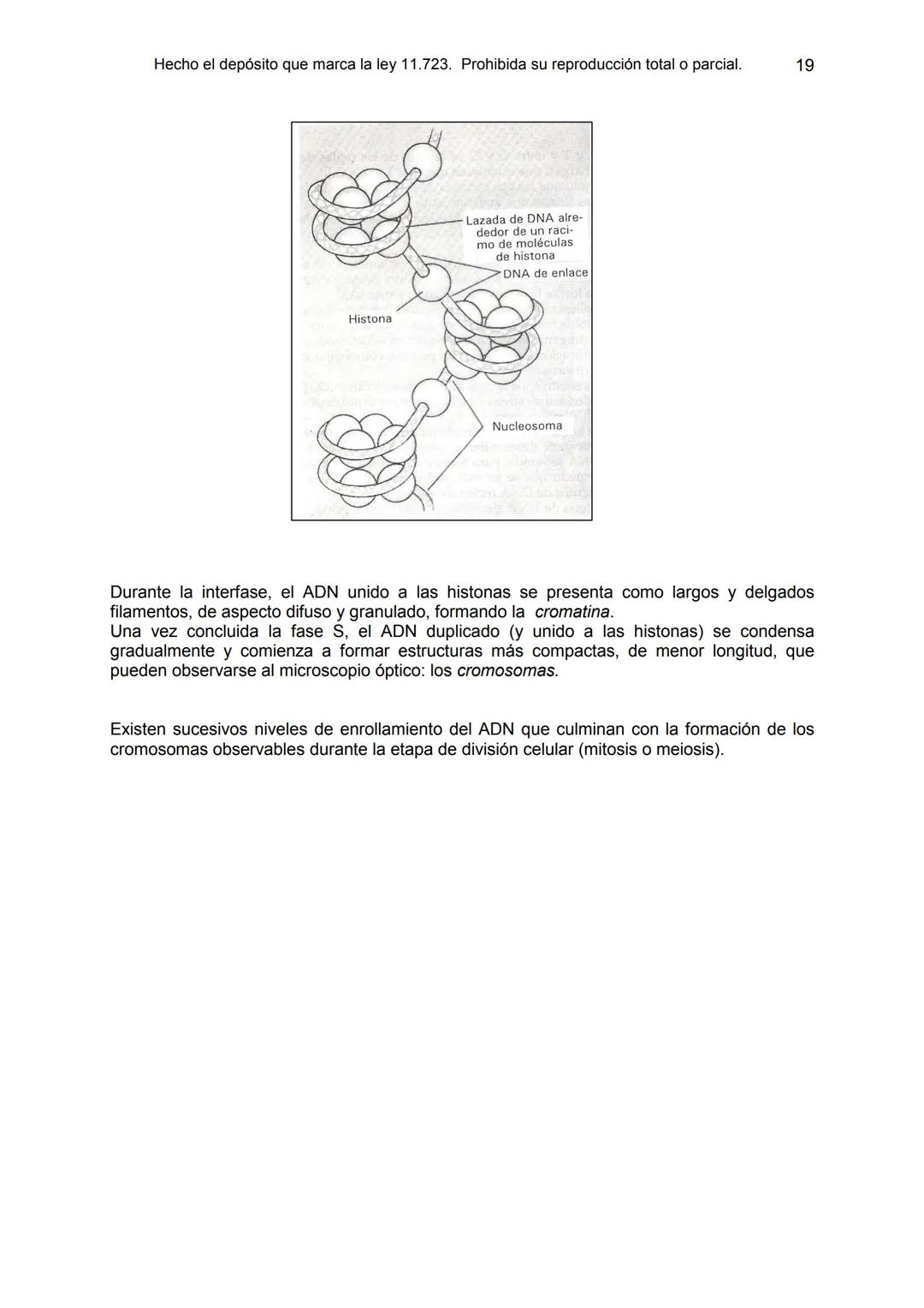 UNIDAD 9
OBJETIVOS:
- Comprender la estructura del núcleo y su función
- Describir la estructura básica de la molécula de ADN
- Explicar el