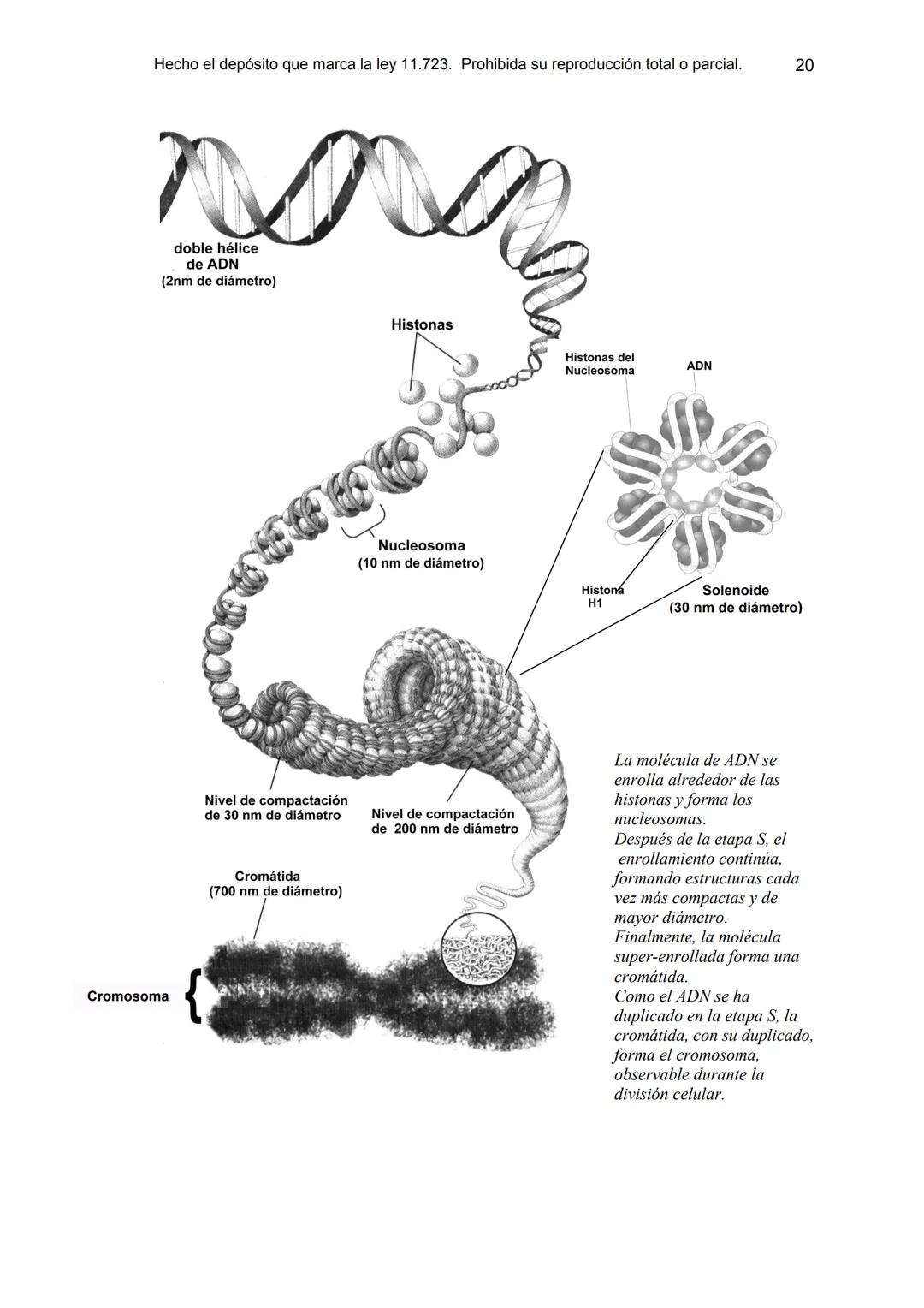 UNIDAD 9
OBJETIVOS:
- Comprender la estructura del núcleo y su función
- Describir la estructura básica de la molécula de ADN
- Explicar el