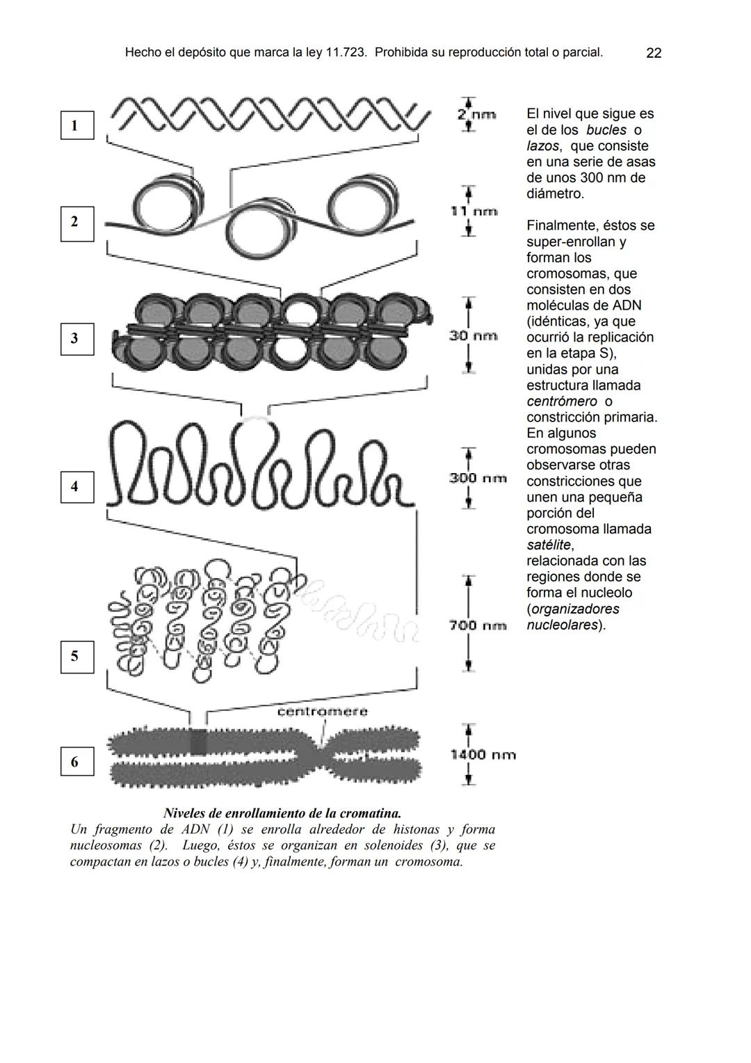 UNIDAD 9
OBJETIVOS:
- Comprender la estructura del núcleo y su función
- Describir la estructura básica de la molécula de ADN
- Explicar el