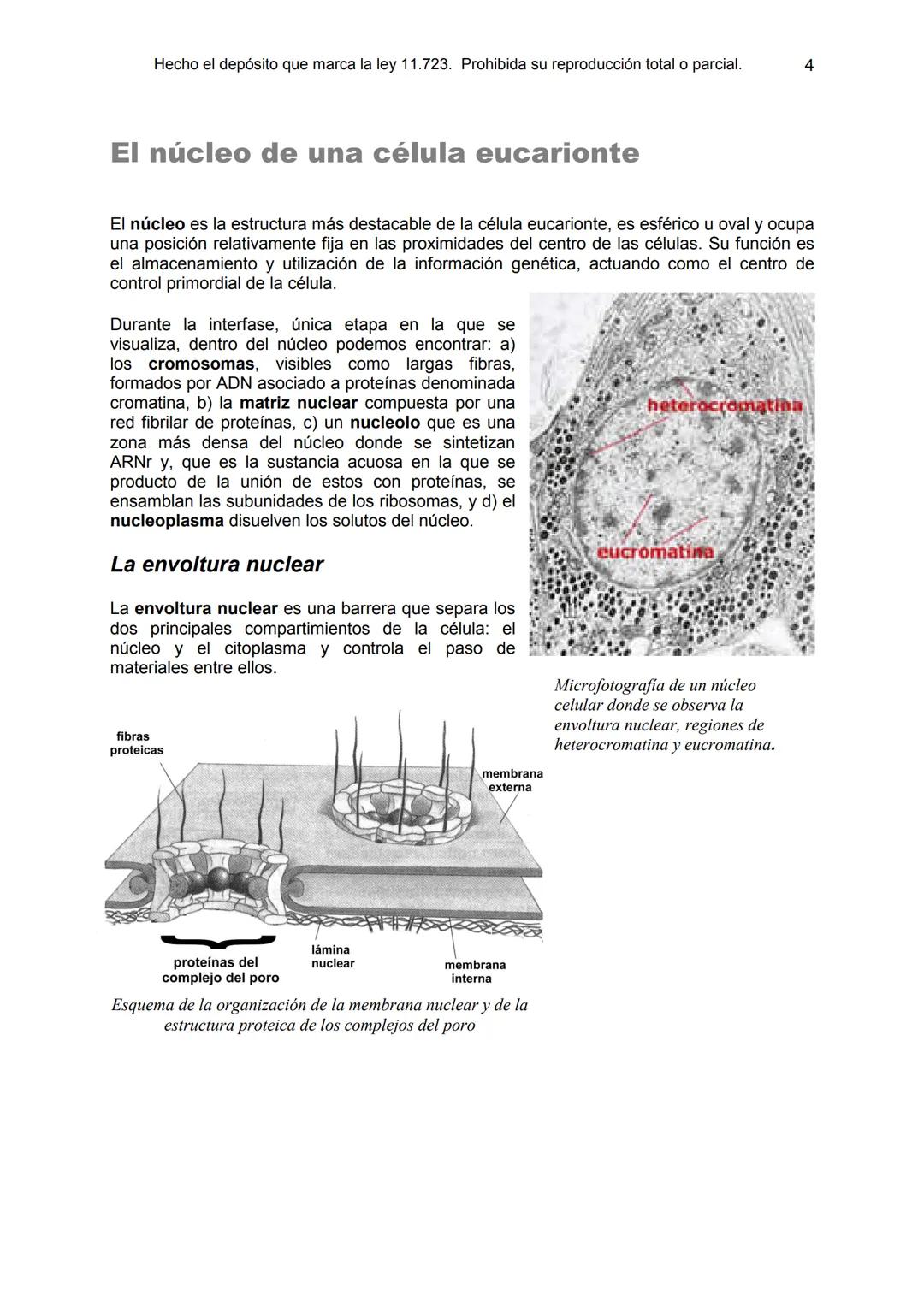 UNIDAD 9
OBJETIVOS:
- Comprender la estructura del núcleo y su función
- Describir la estructura básica de la molécula de ADN
- Explicar el