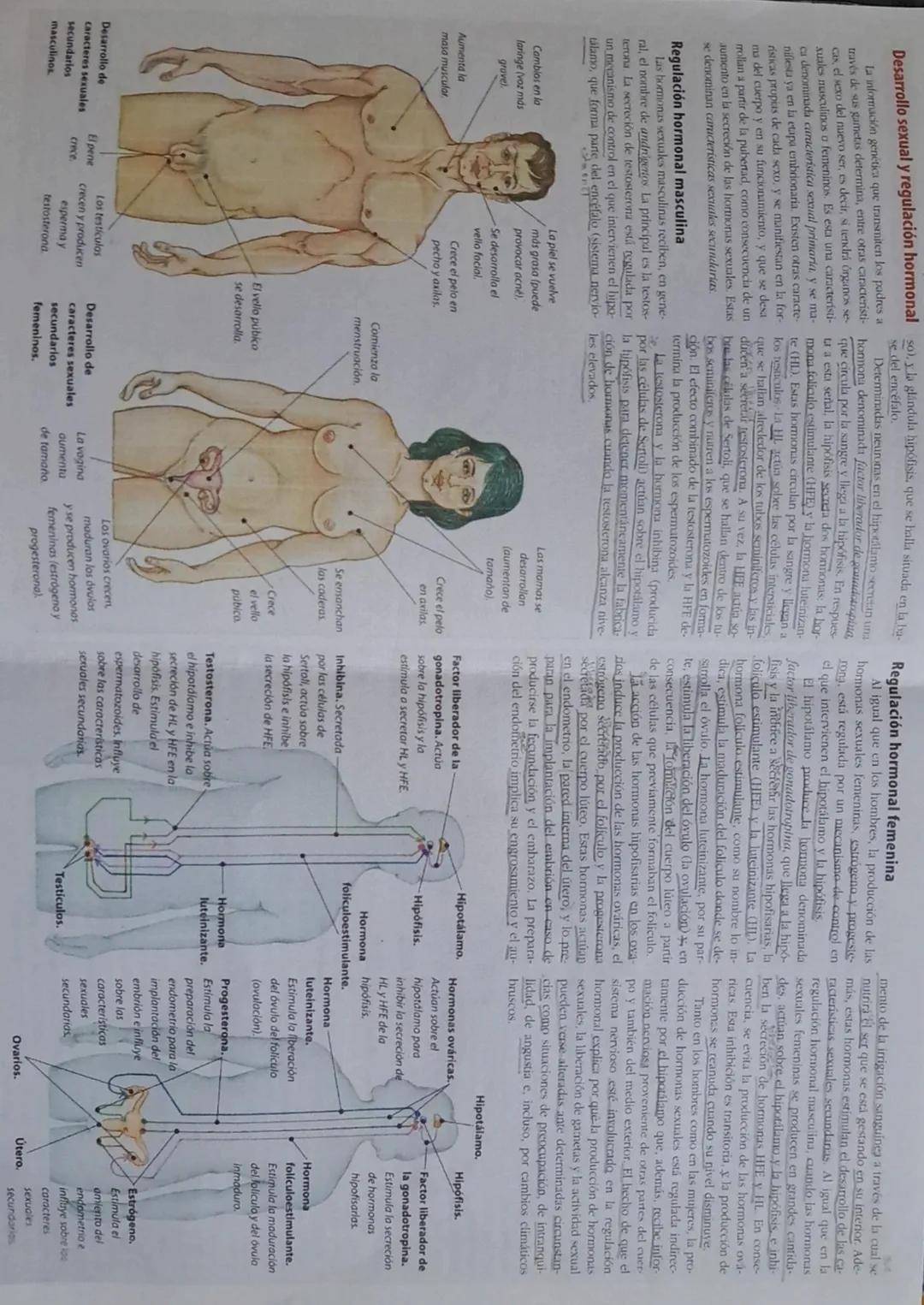 Cuando el embrión tiene los cromosomas femeninos XX, las hormonas maternas (estrógenos) estimulan el
desarrollo de órganos sexuales femenino