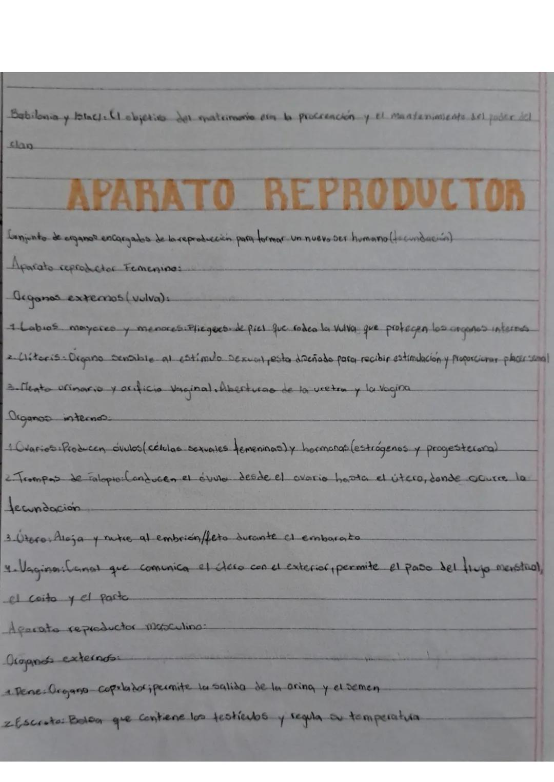 Cuando el embrión tiene los cromosomas femeninos XX, las hormonas maternas (estrógenos) estimulan el
desarrollo de órganos sexuales femenino