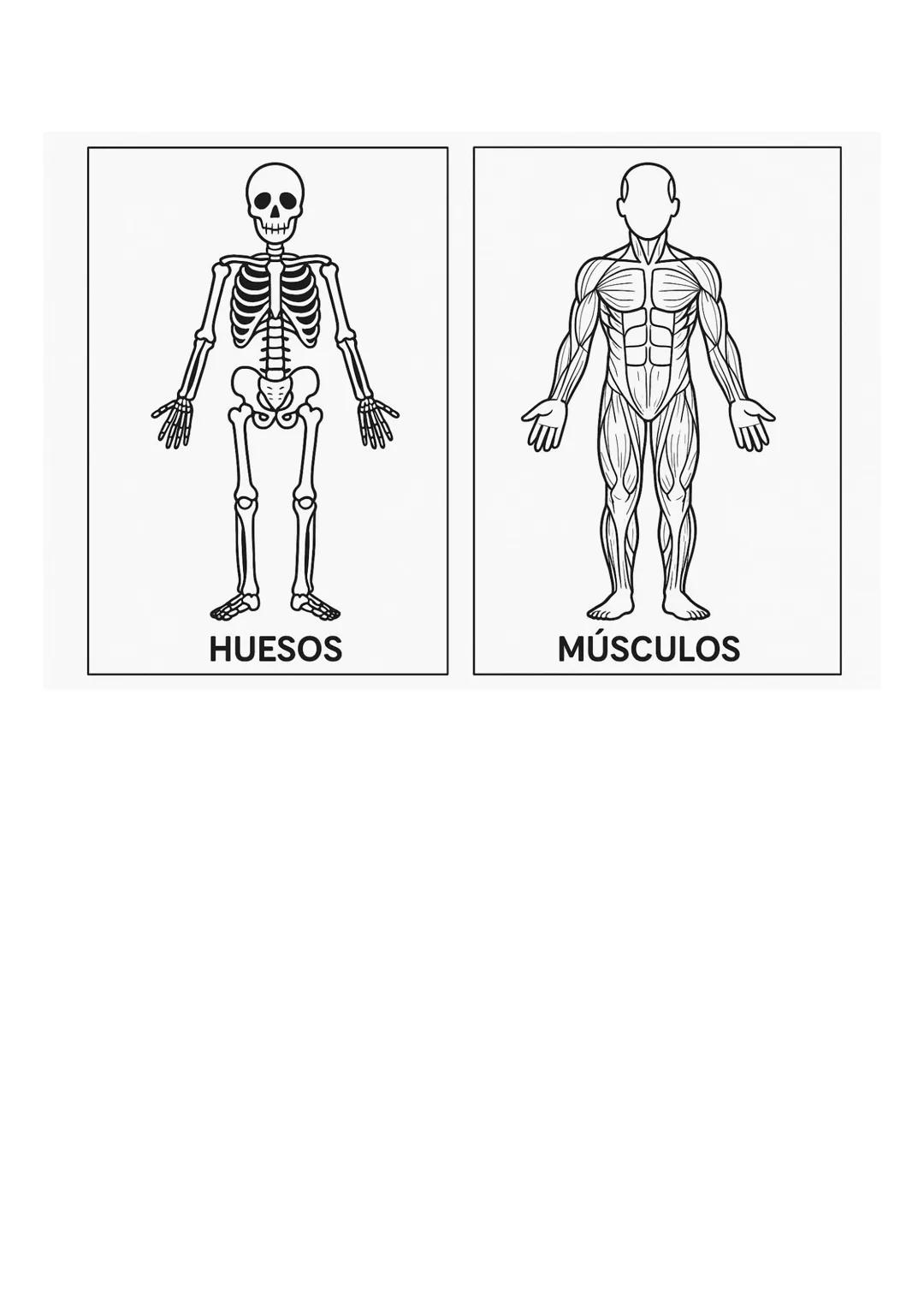 # HUESOS
# MÚSCULOS