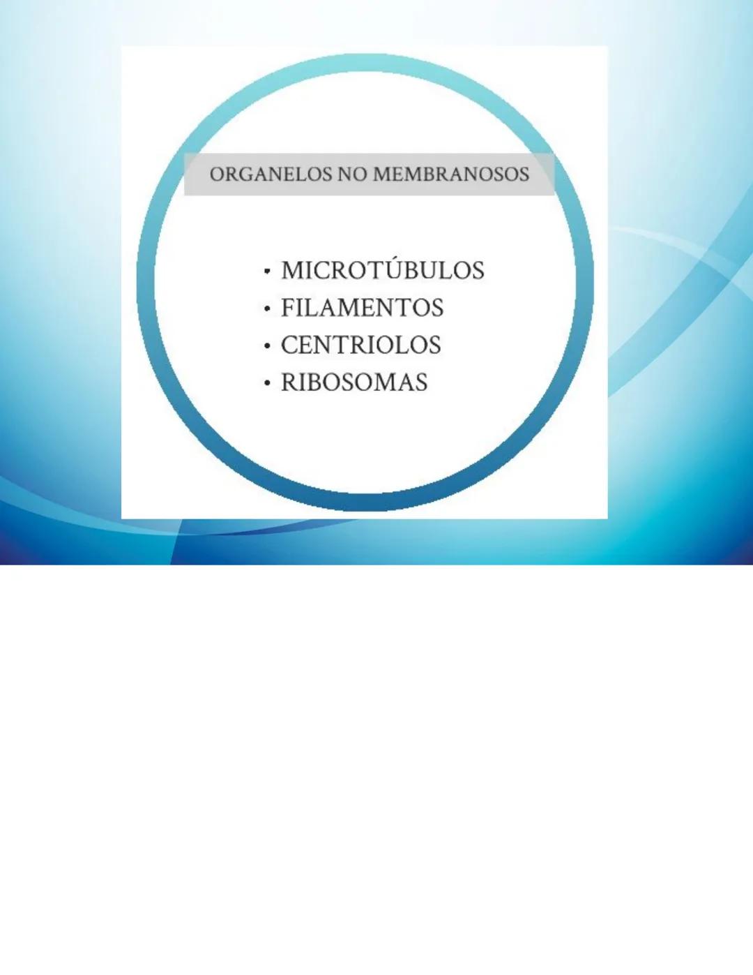# CELULAS Y TEJIDOS
Profesora: Laura Armoa
Facultad de Ciencias Medicas
-UNR Definición de Célula
La célula es conocida como la unidad anat