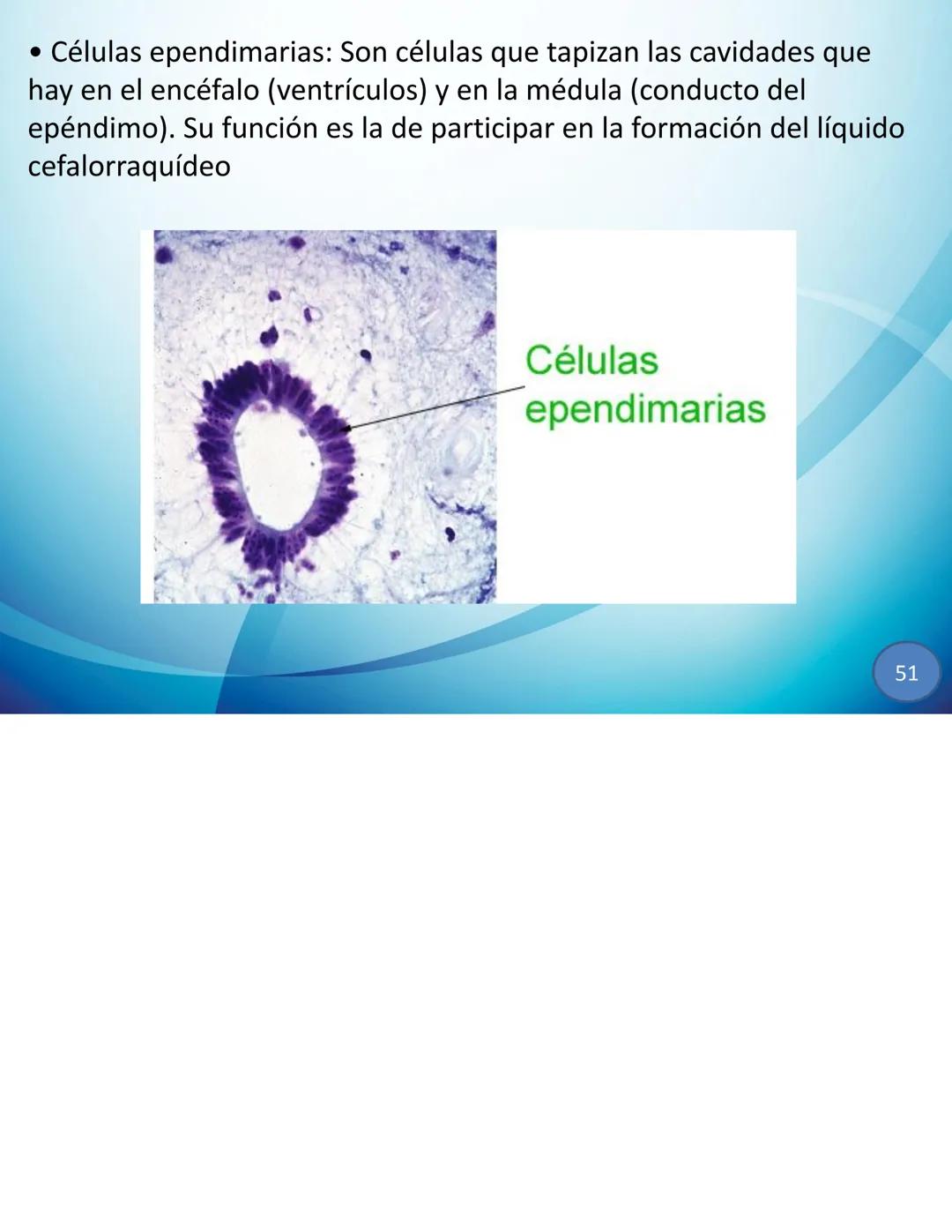 # CELULAS Y TEJIDOS
Profesora: Laura Armoa
Facultad de Ciencias Medicas
-UNR Definición de Célula
La célula es conocida como la unidad anat