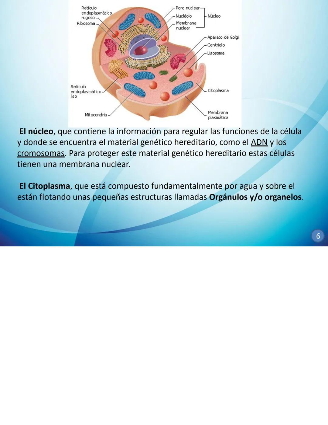 # CELULAS Y TEJIDOS
Profesora: Laura Armoa
Facultad de Ciencias Medicas
-UNR Definición de Célula
La célula es conocida como la unidad anat