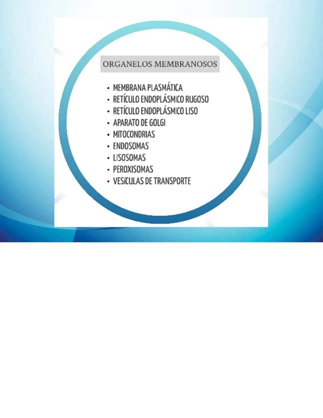 # CELULAS Y TEJIDOS
Profesora: Laura Armoa
Facultad de Ciencias Medicas
-UNR Definición de Célula
La célula es conocida como la unidad anat