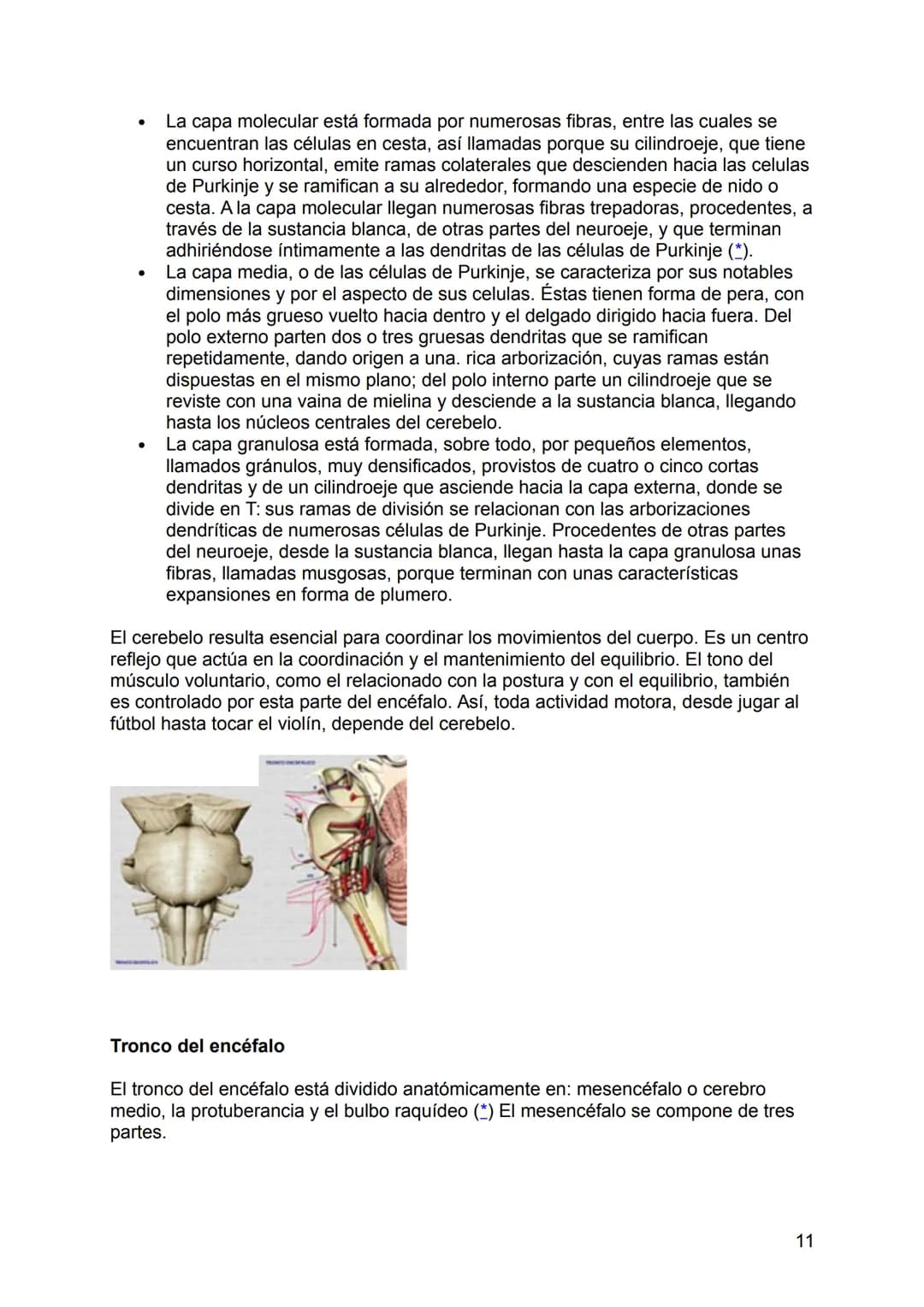 NEUROLOGÍA
ANATOMÍA Y FISIOLOGÍA DEL SISTEMA NERVIOSO
El sistema nervioso (SN constituye el sistema de control más importante del
organismo