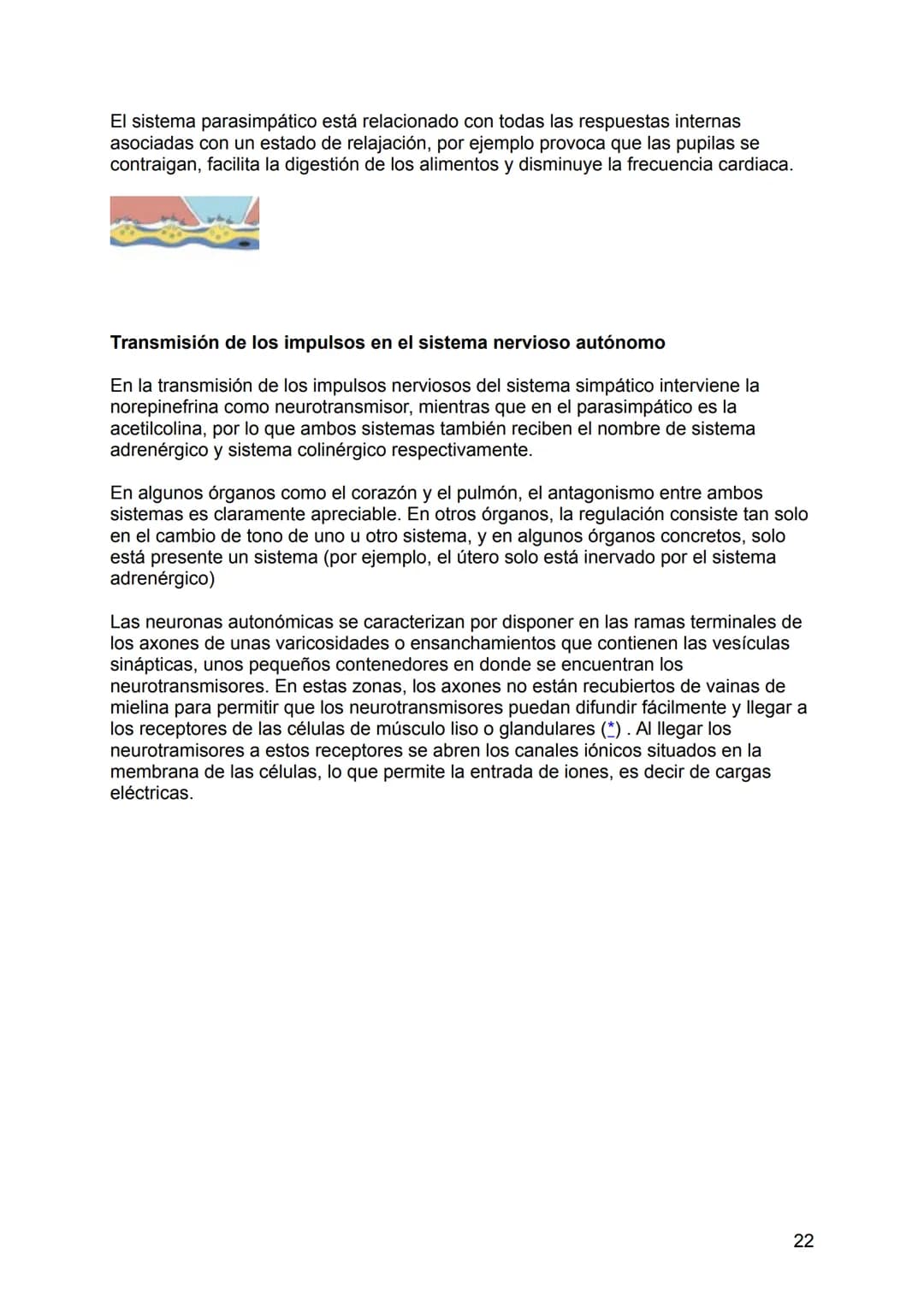 NEUROLOGÍA
ANATOMÍA Y FISIOLOGÍA DEL SISTEMA NERVIOSO
El sistema nervioso (SN constituye el sistema de control más importante del
organismo