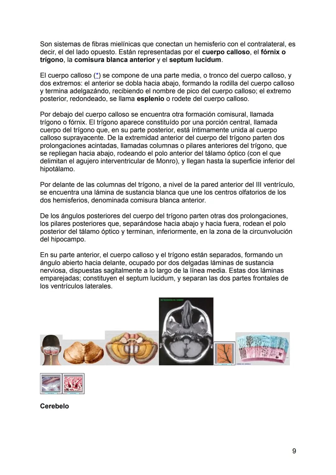 NEUROLOGÍA
ANATOMÍA Y FISIOLOGÍA DEL SISTEMA NERVIOSO
El sistema nervioso (SN constituye el sistema de control más importante del
organismo