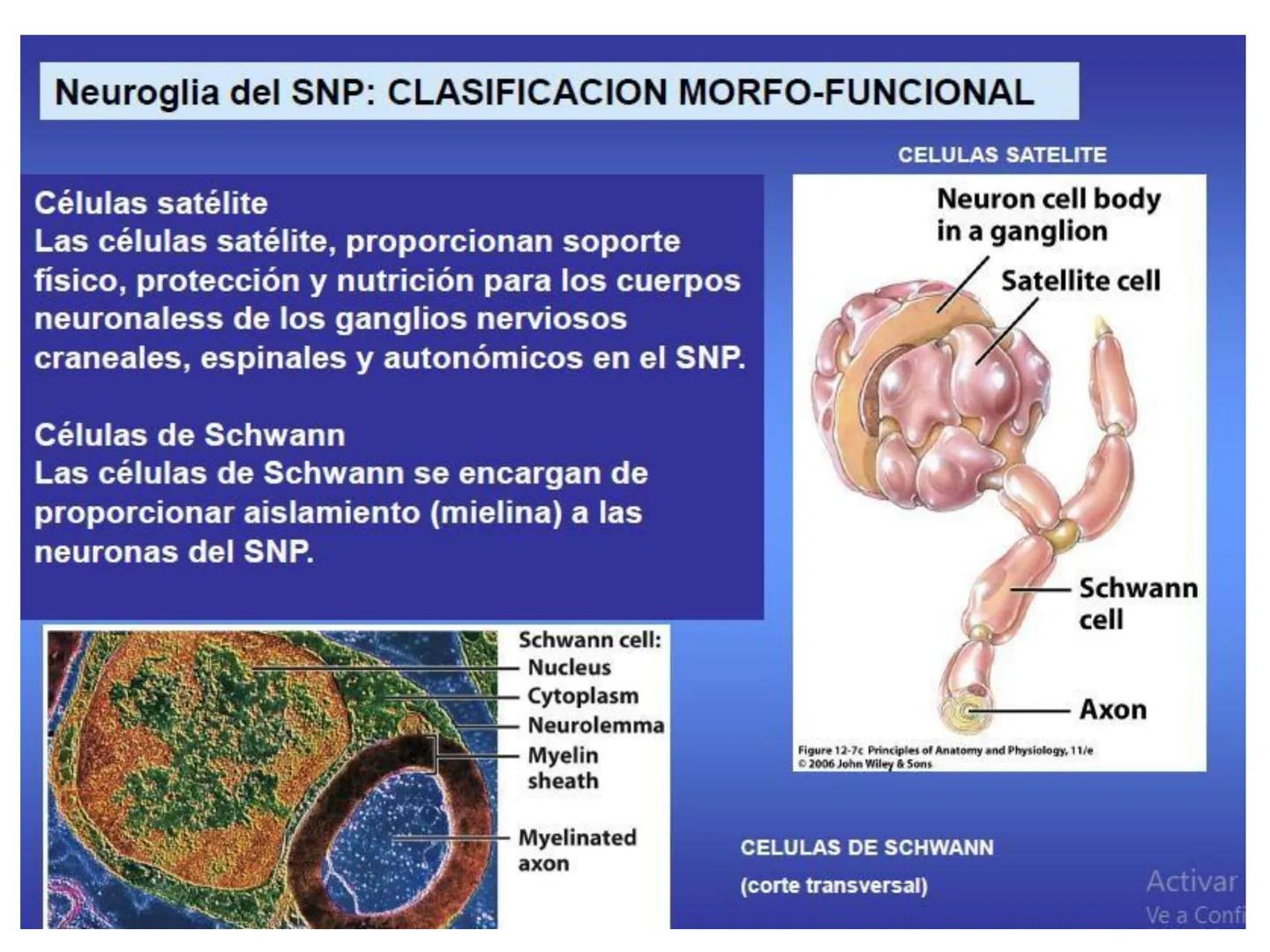 UNIDAD I
Organización del cuerpo humano y nivel
tisular
Organización del cuerpo humano. Tejidos:
clasificación y funciones.
Tejido epitelial