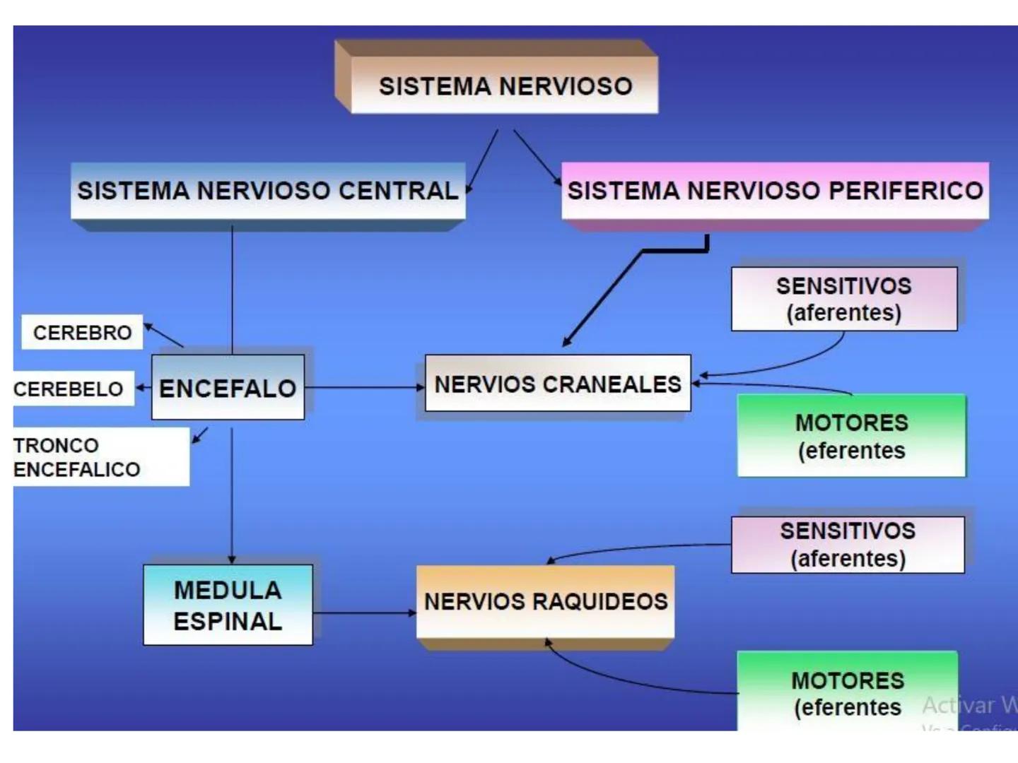 UNIDAD I
Organización del cuerpo humano y nivel
tisular
Organización del cuerpo humano. Tejidos:
clasificación y funciones.
Tejido epitelial