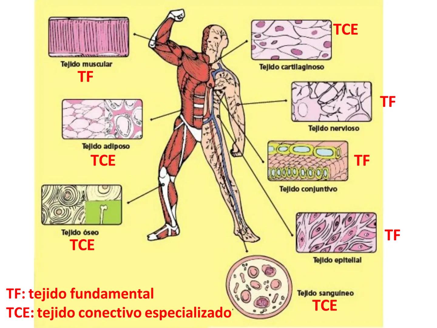 UNIDAD I
Organización del cuerpo humano y nivel
tisular
Organización del cuerpo humano. Tejidos:
clasificación y funciones.
Tejido epitelial