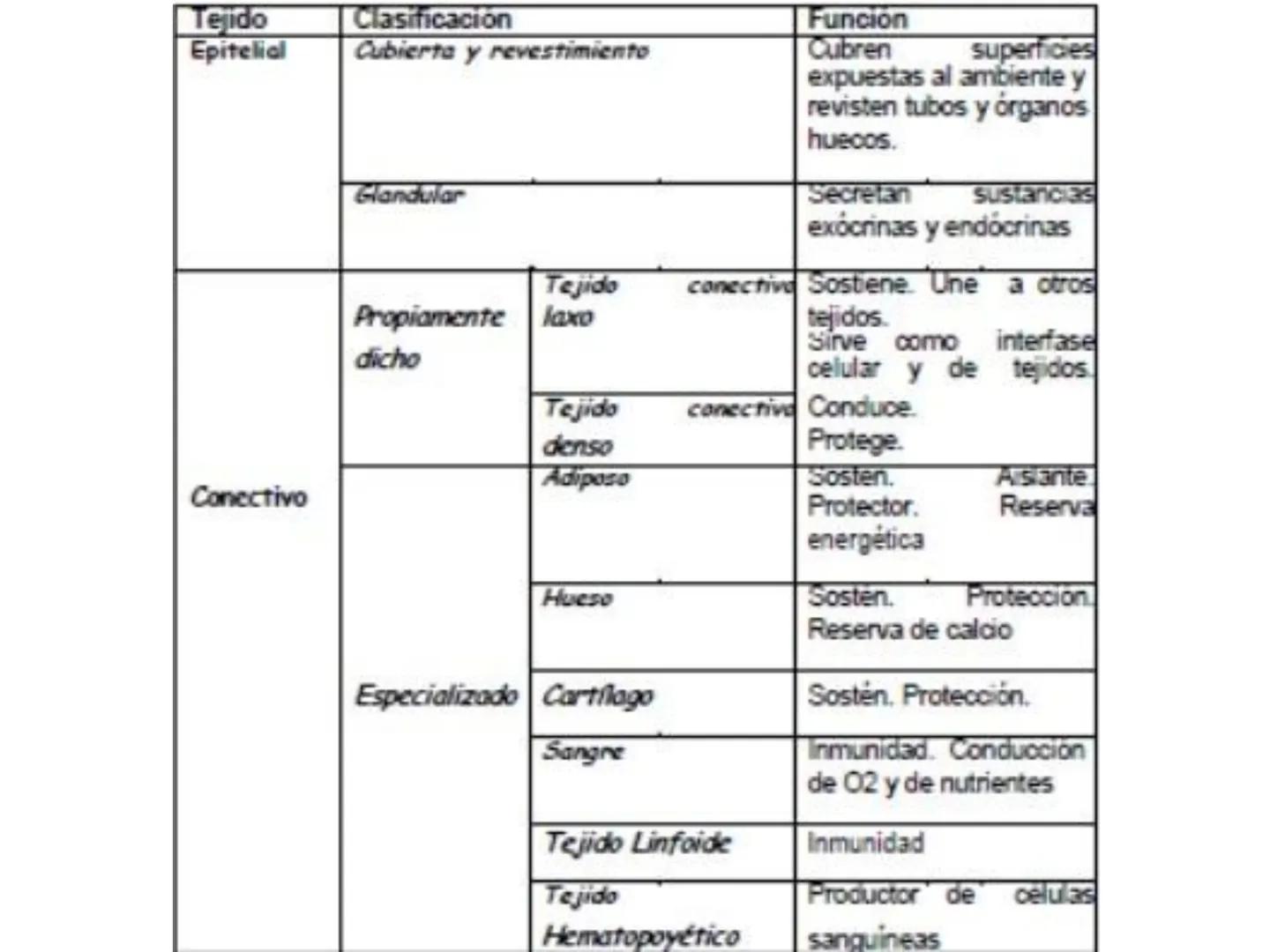 UNIDAD I
Organización del cuerpo humano y nivel
tisular
Organización del cuerpo humano. Tejidos:
clasificación y funciones.
Tejido epitelial