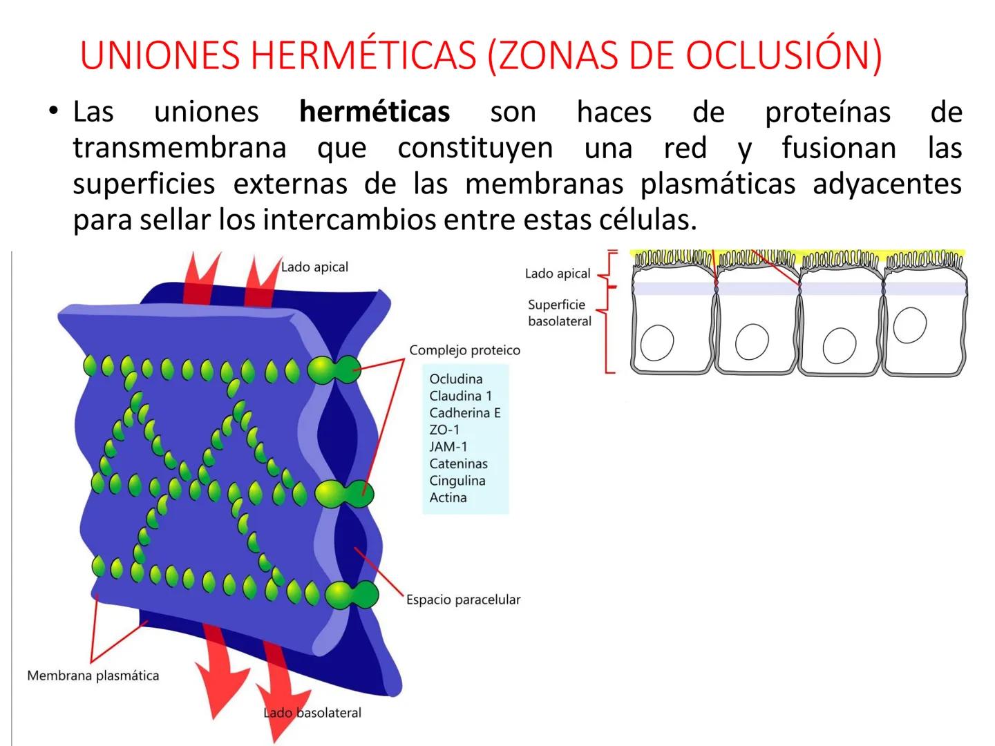 UNIDAD I
Organización del cuerpo humano y nivel
tisular
Organización del cuerpo humano. Tejidos:
clasificación y funciones.
Tejido epitelial