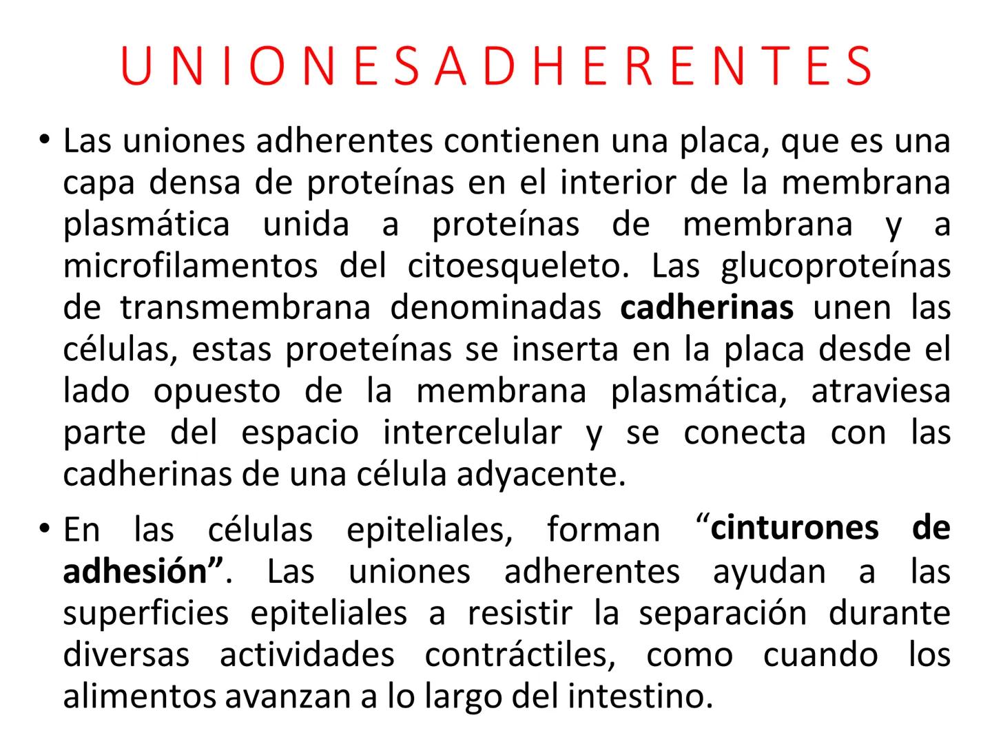 UNIDAD I
Organización del cuerpo humano y nivel
tisular
Organización del cuerpo humano. Tejidos:
clasificación y funciones.
Tejido epitelial