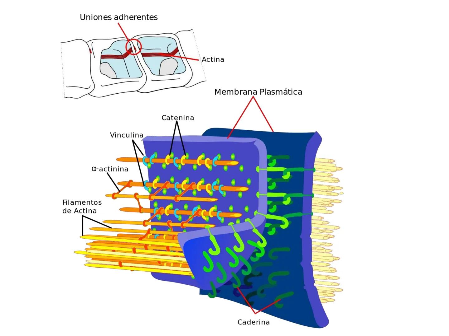 UNIDAD I
Organización del cuerpo humano y nivel
tisular
Organización del cuerpo humano. Tejidos:
clasificación y funciones.
Tejido epitelial
