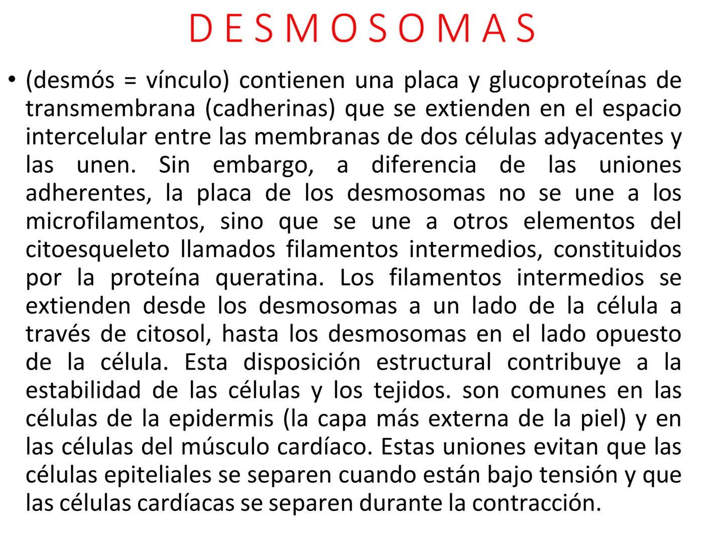 UNIDAD I
Organización del cuerpo humano y nivel
tisular
Organización del cuerpo humano. Tejidos:
clasificación y funciones.
Tejido epitelial