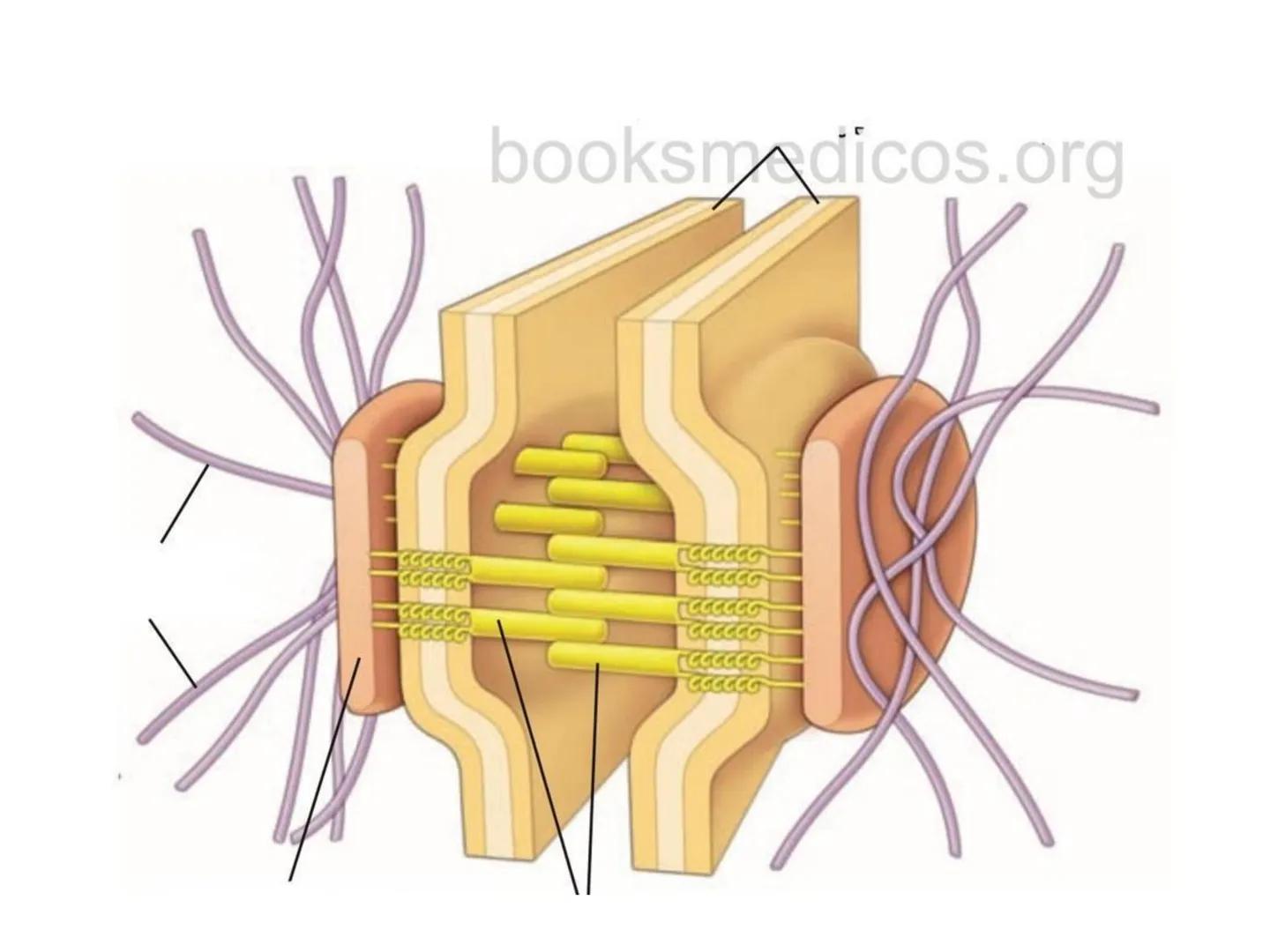 UNIDAD I
Organización del cuerpo humano y nivel
tisular
Organización del cuerpo humano. Tejidos:
clasificación y funciones.
Tejido epitelial