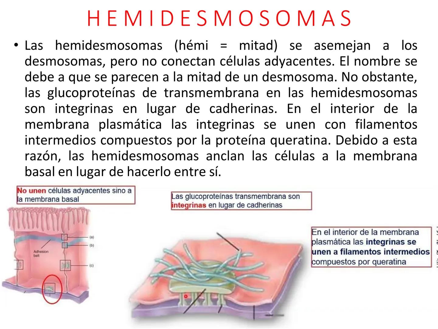 UNIDAD I
Organización del cuerpo humano y nivel
tisular
Organización del cuerpo humano. Tejidos:
clasificación y funciones.
Tejido epitelial