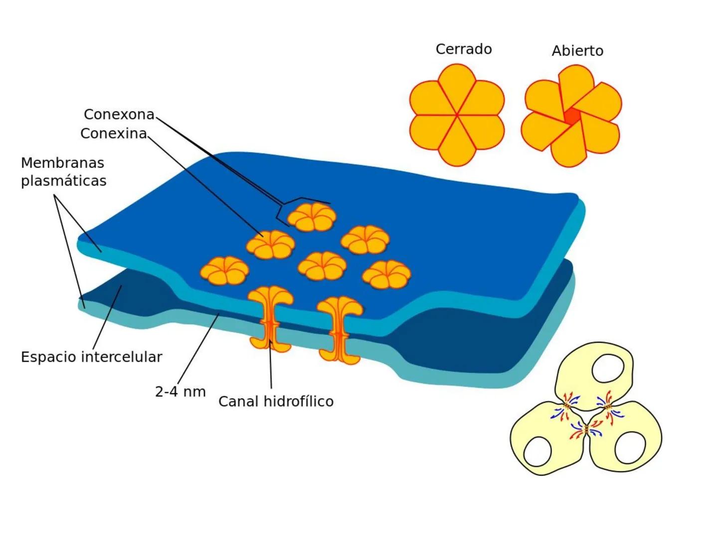 UNIDAD I
Organización del cuerpo humano y nivel
tisular
Organización del cuerpo humano. Tejidos:
clasificación y funciones.
Tejido epitelial