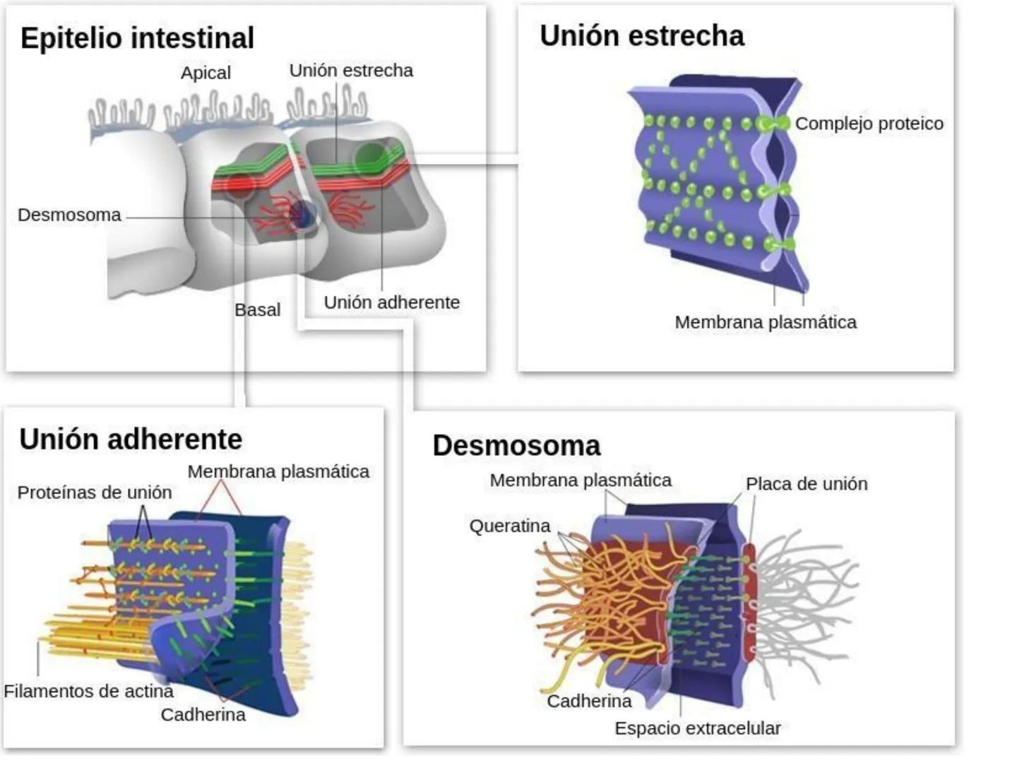 UNIDAD I
Organización del cuerpo humano y nivel
tisular
Organización del cuerpo humano. Tejidos:
clasificación y funciones.
Tejido epitelial