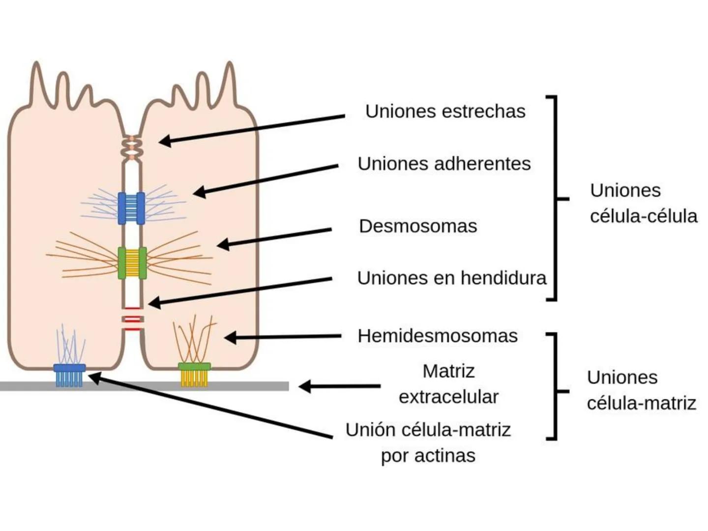 UNIDAD I
Organización del cuerpo humano y nivel
tisular
Organización del cuerpo humano. Tejidos:
clasificación y funciones.
Tejido epitelial